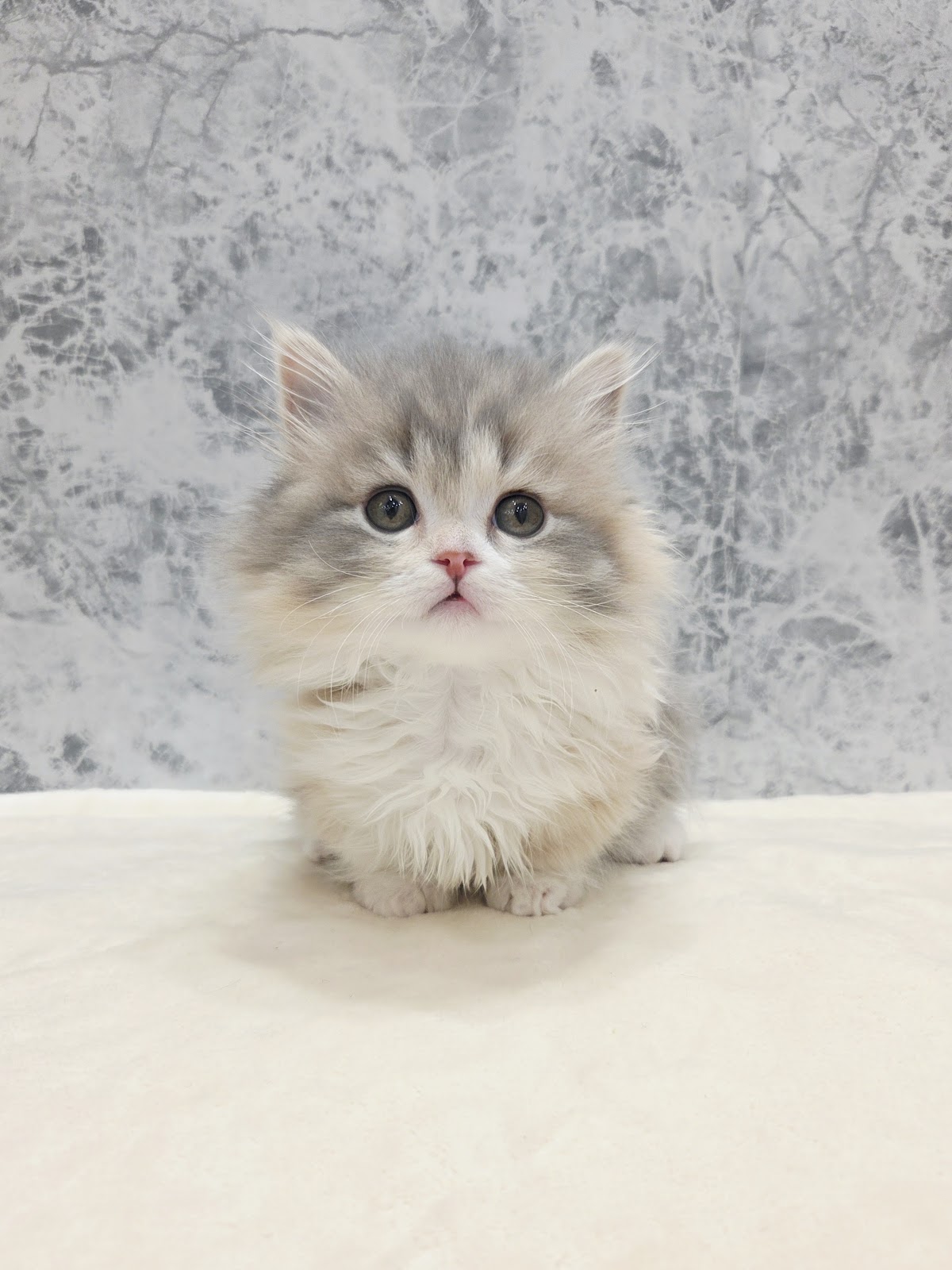 マンチカンの写真3