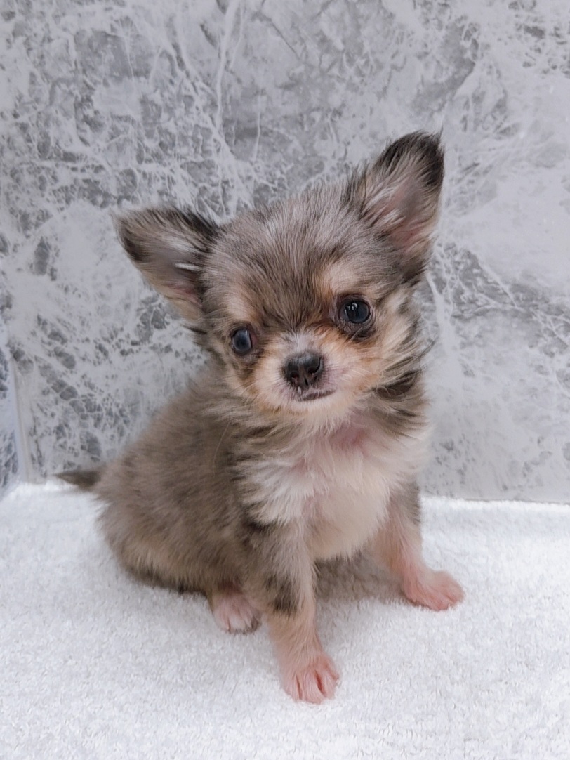 ロングコートチワワの写真3