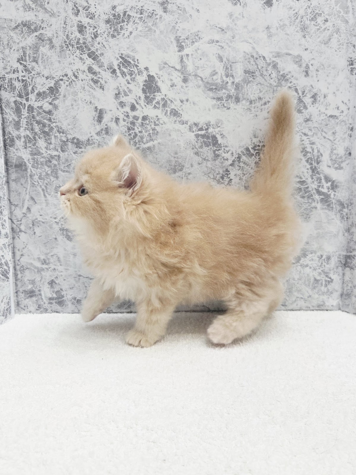 サイベリアンの写真2