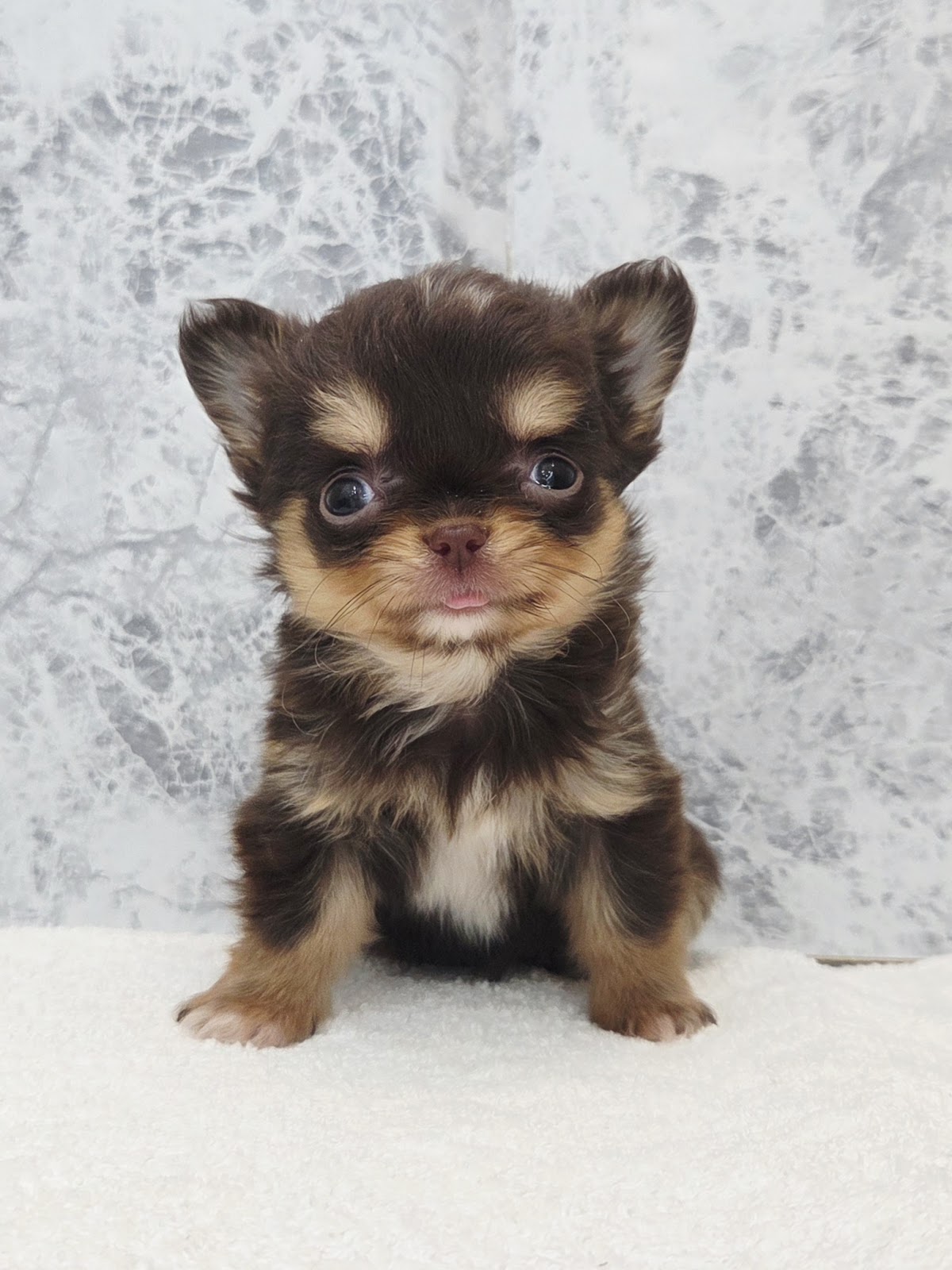 ロングコートチワワ