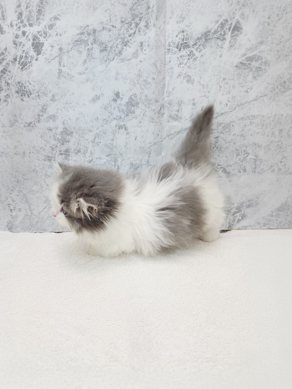 ミヌエットの写真2