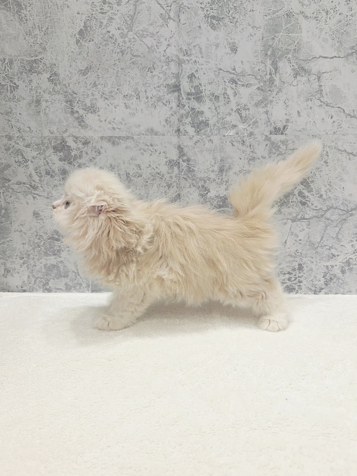 スコティッシュ・フォールドの写真2