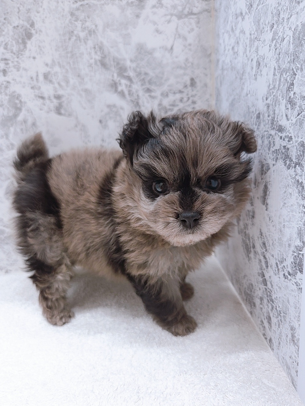 トイプードル×ポメラニアンの写真3