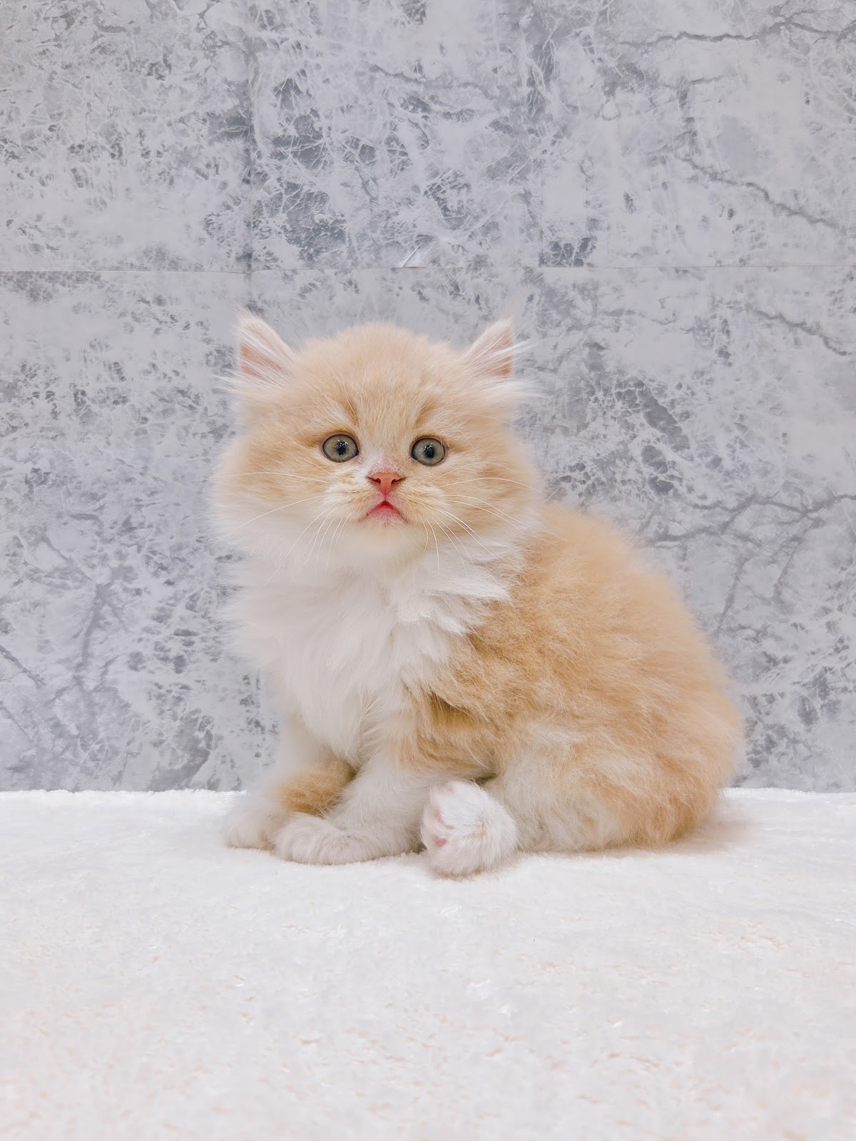 サイベリアンの写真3