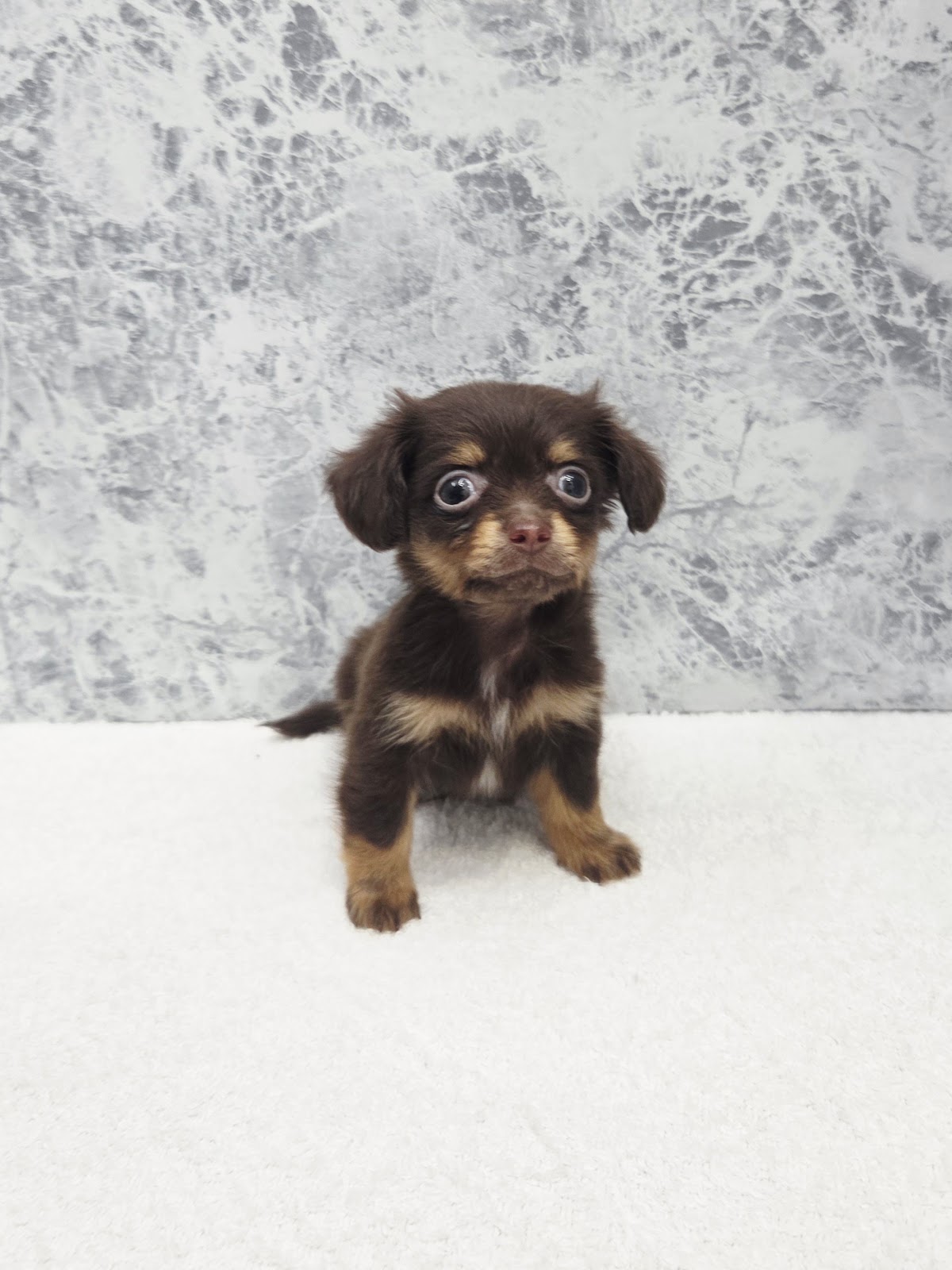 ミニチュアダックスフンド×チワワの写真3