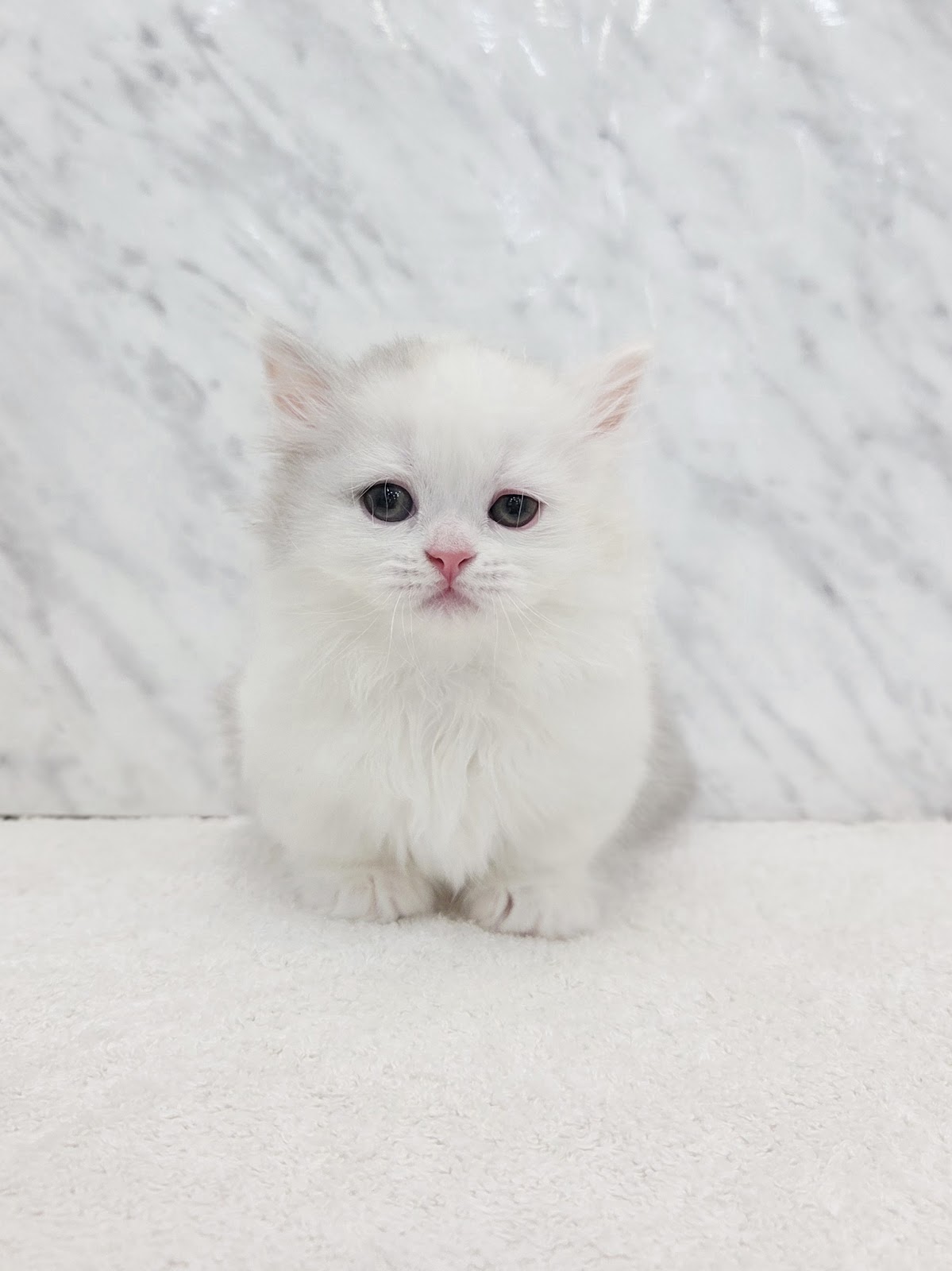 ミヌエットの写真