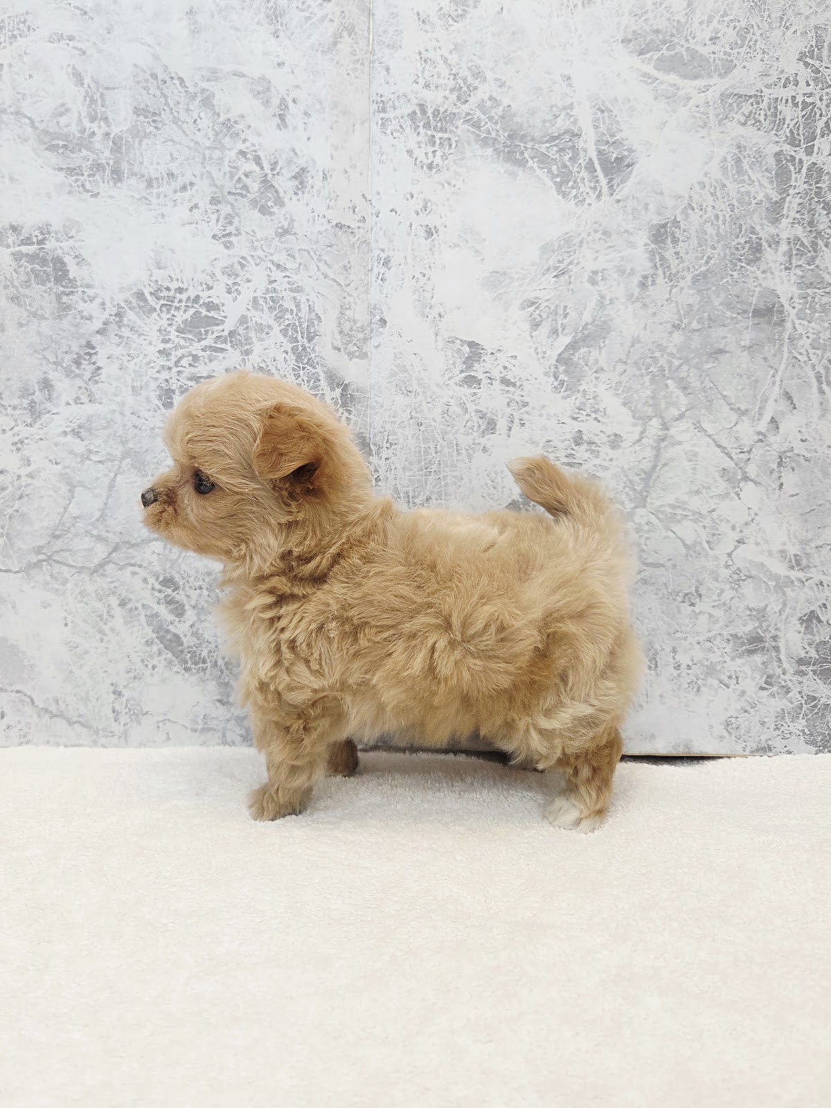 トイプードル×チワワの写真2