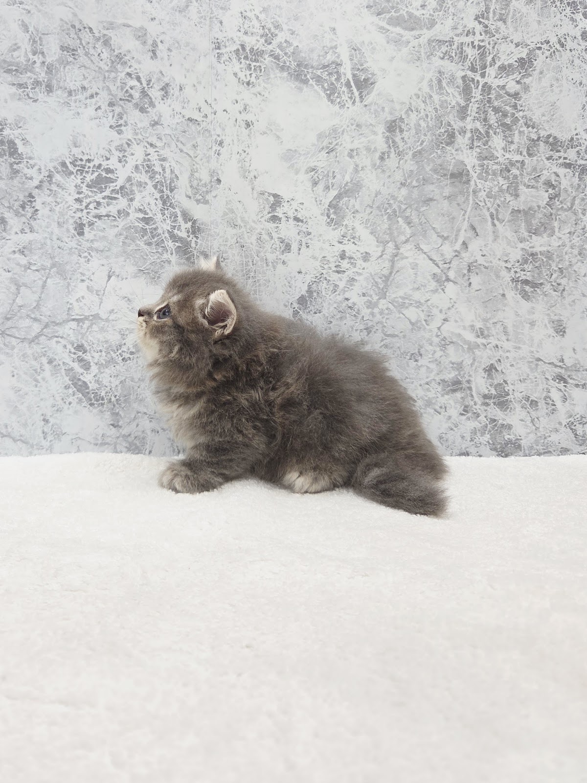 ミヌエットの写真2