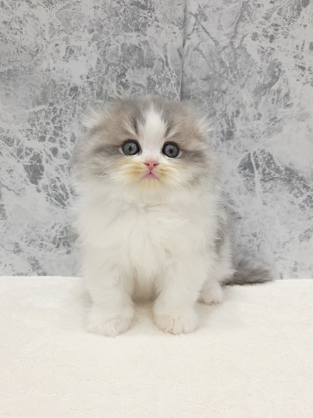 スコティッシュ・フォールドの写真