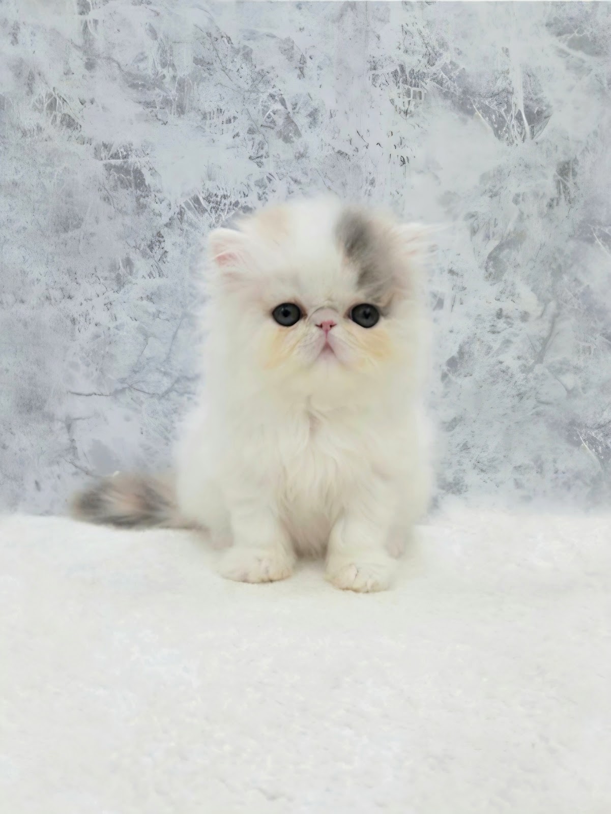 エキゾチックの写真