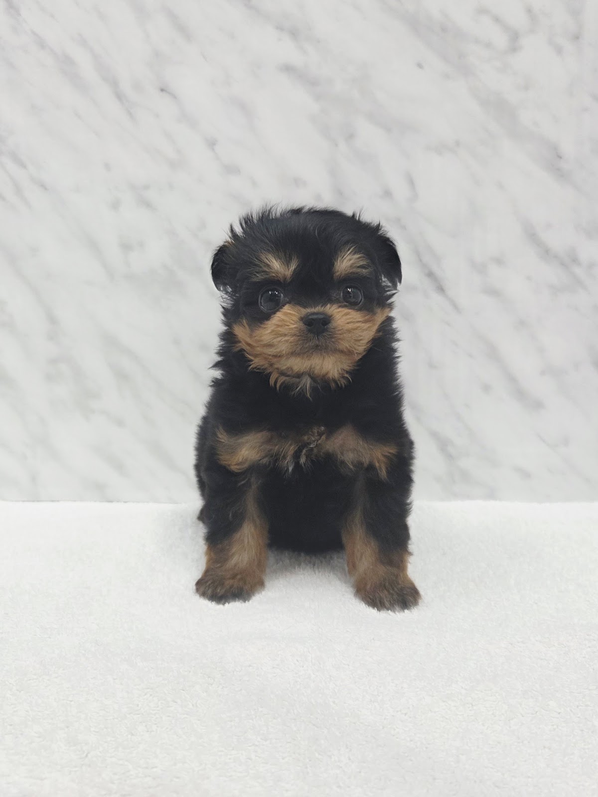 トイプードル×チワワの写真