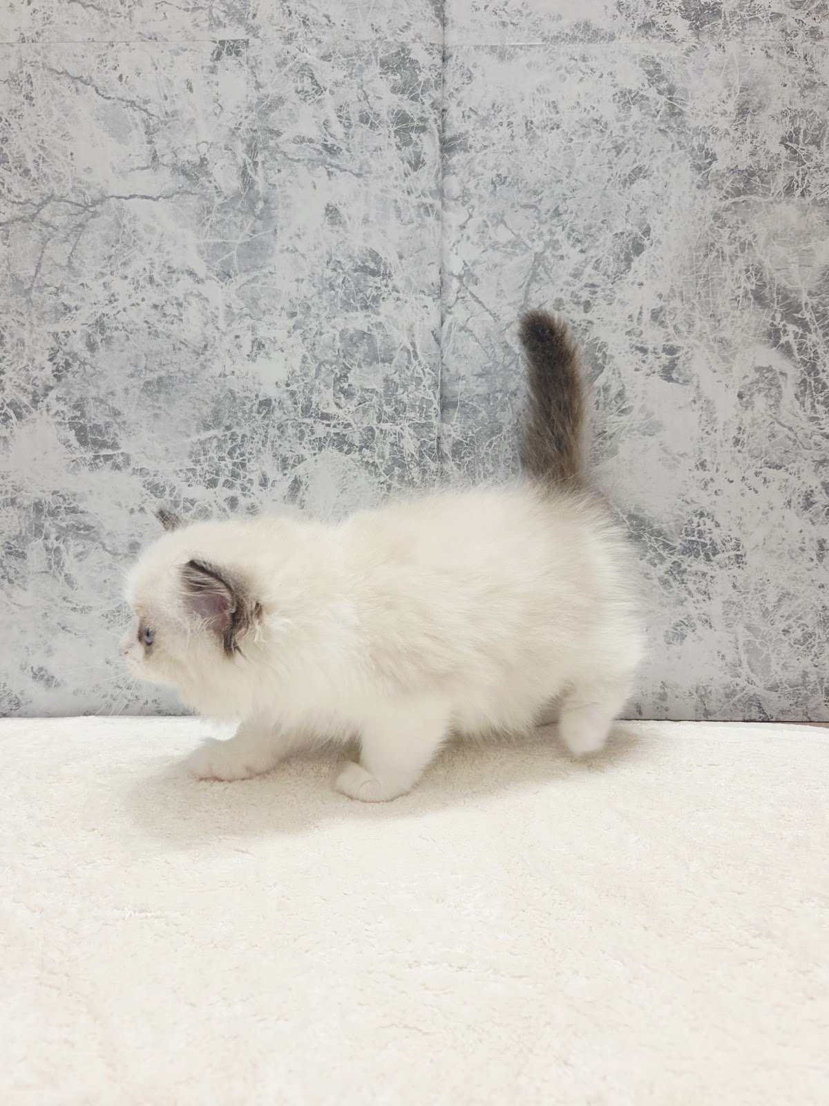 ラグドールの写真2