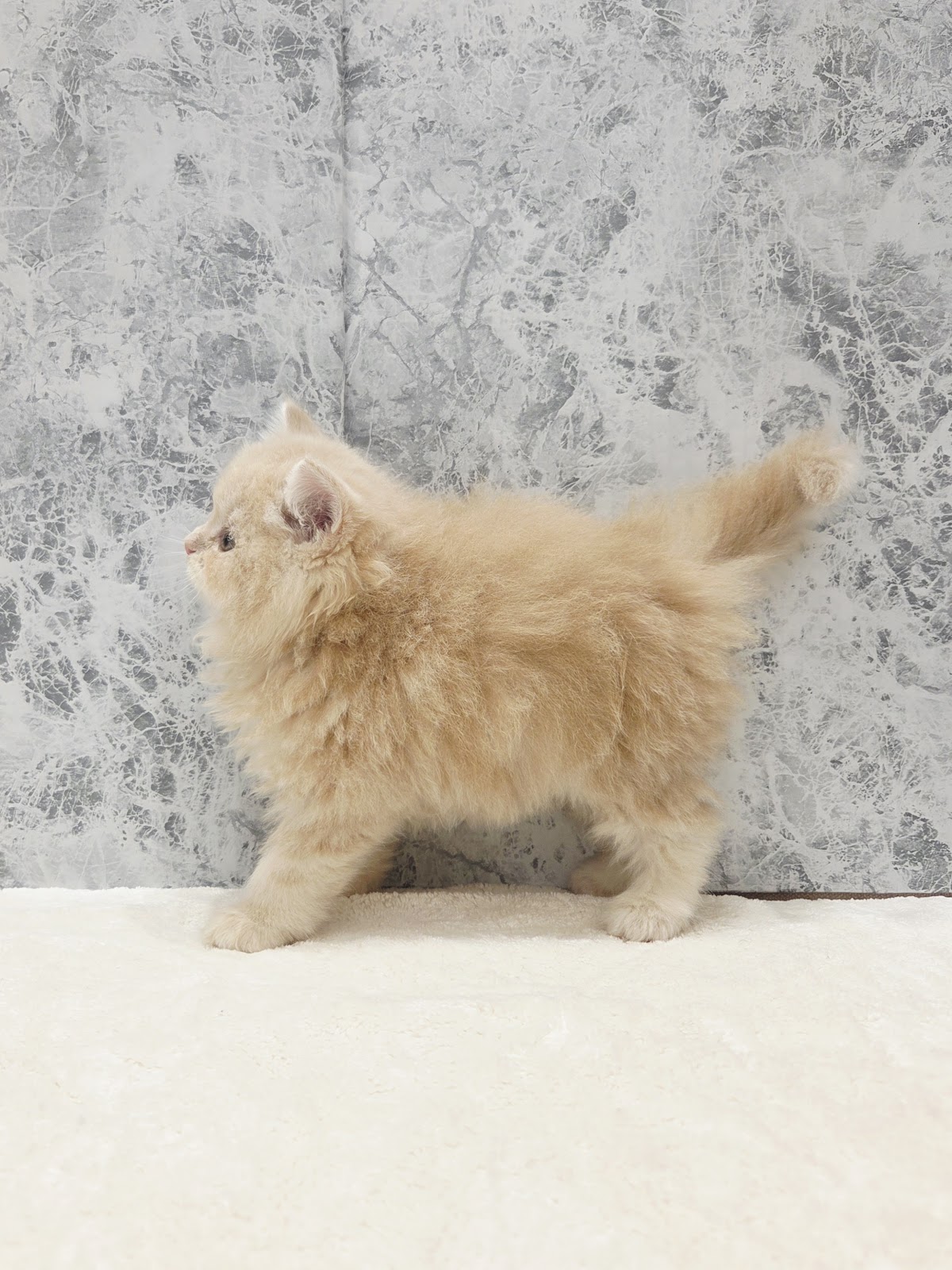 サイベリアンの写真2