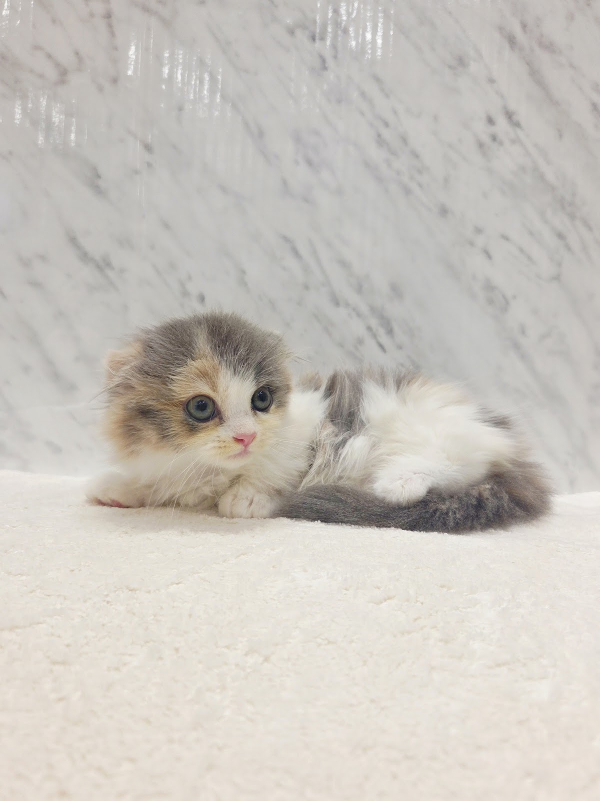 マンチカンの写真3
