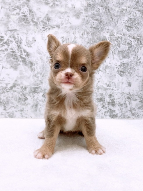 ロングコートチワワの写真