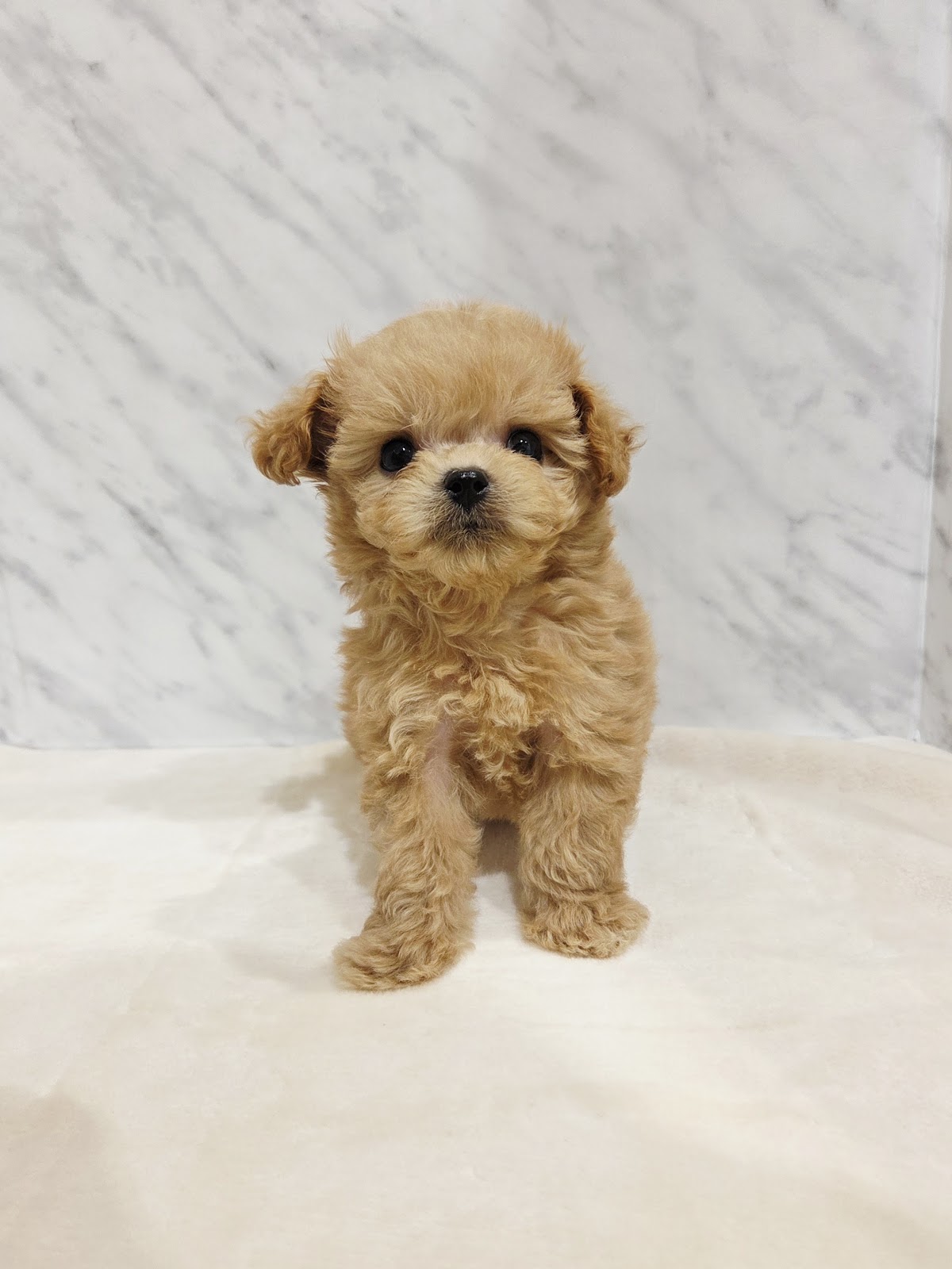 トイプードル×マルチーズ