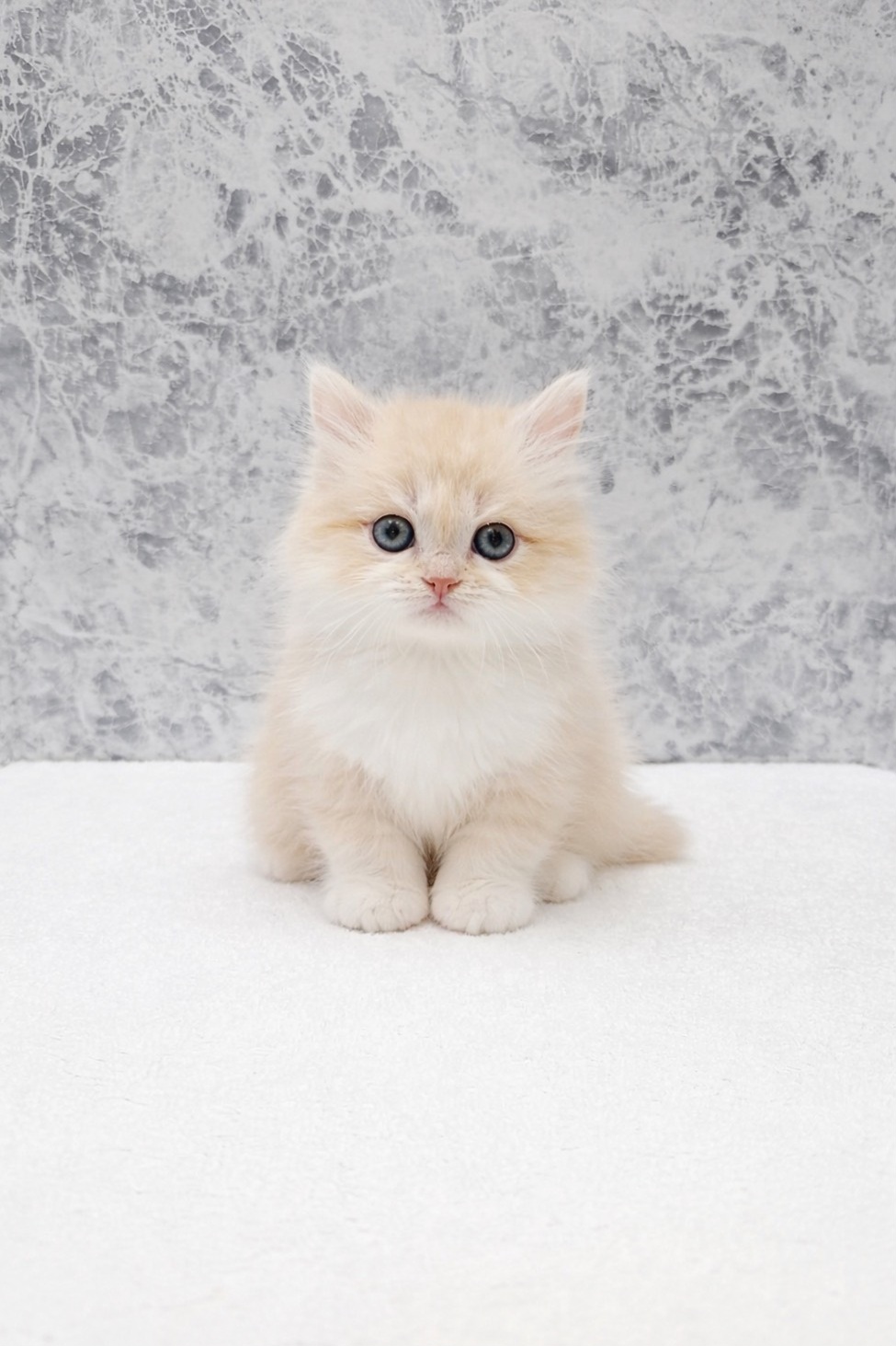 ミヌエットの写真