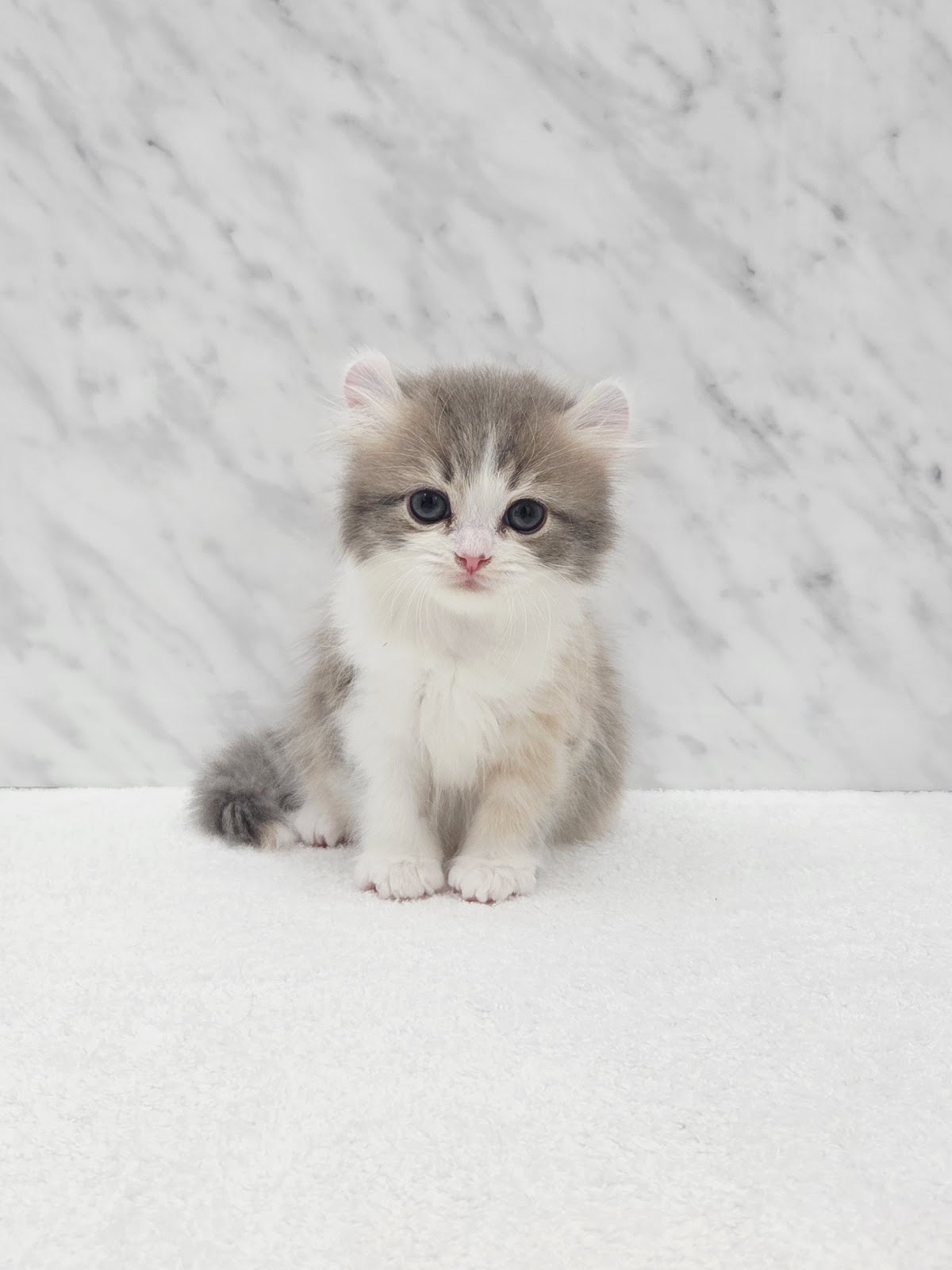 アメリカンカールの写真