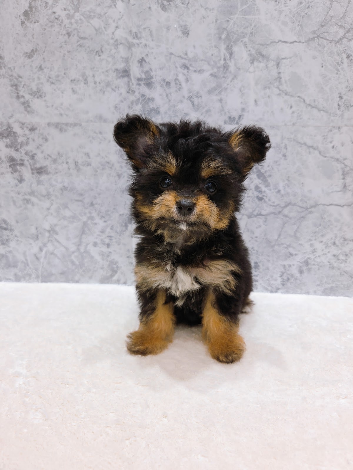 トイプードル×チワワの写真