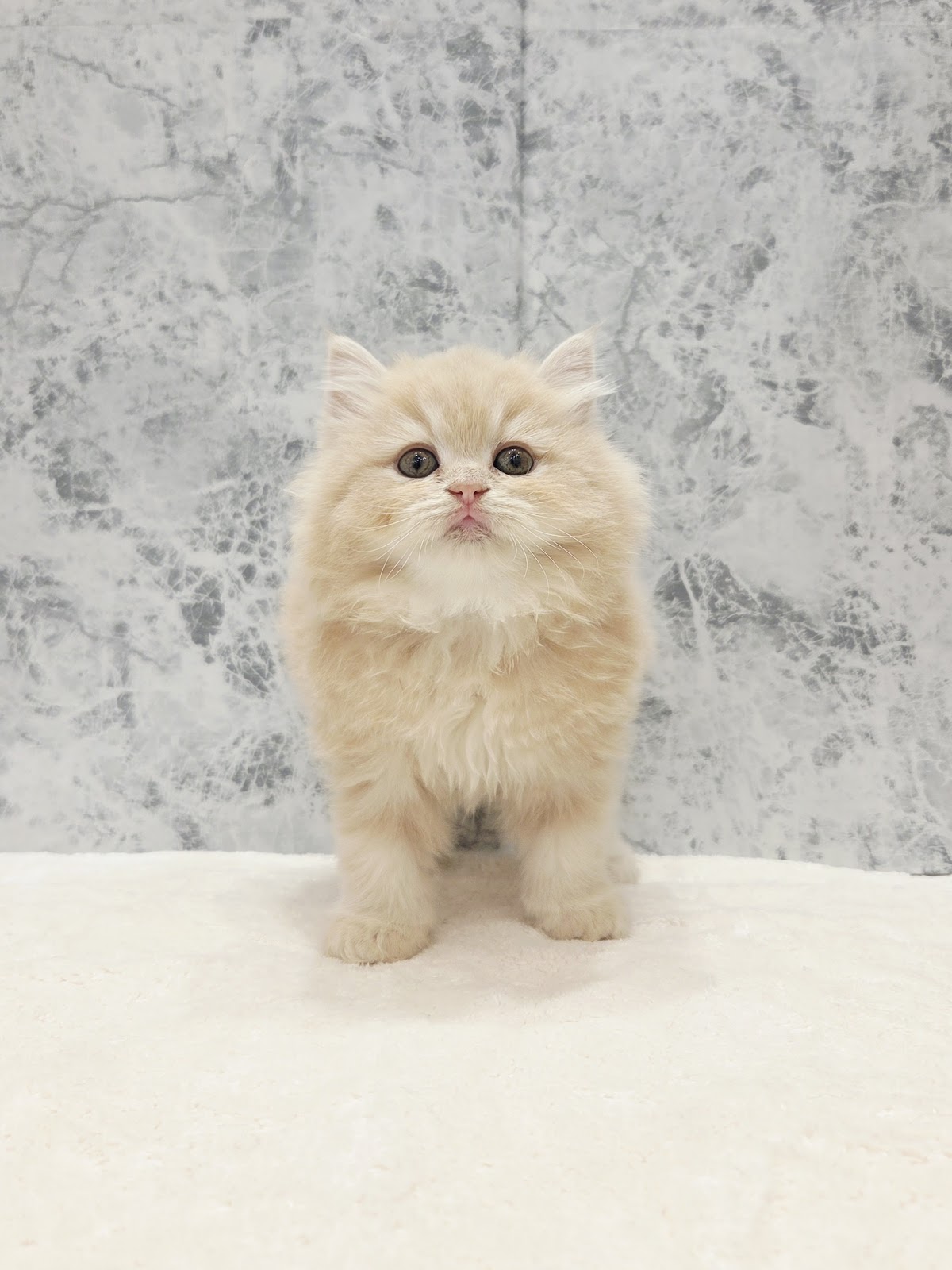 サイベリアンの写真