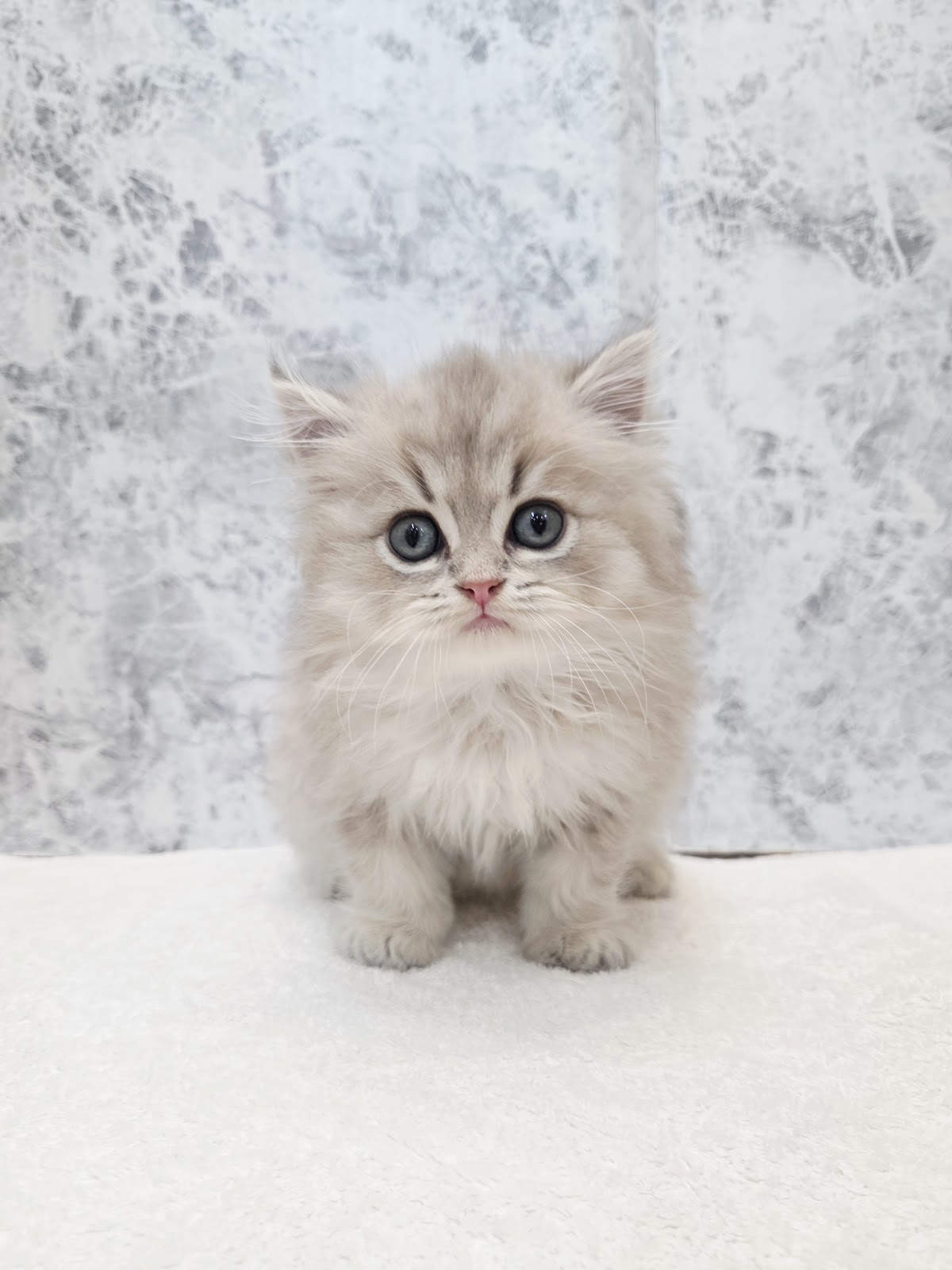 ペルシャの写真