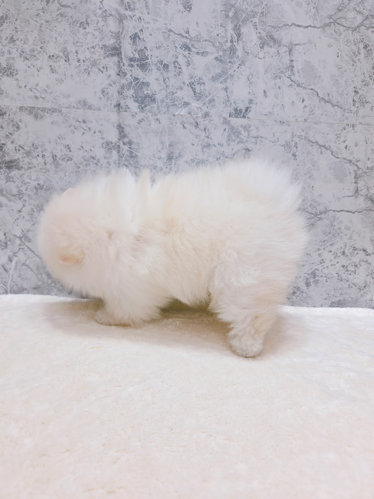 ポメラニアンの写真2