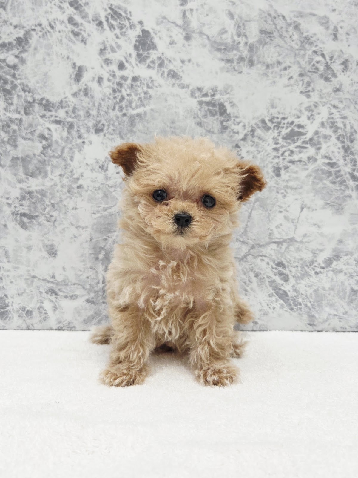 トイプードル×マルチーズ