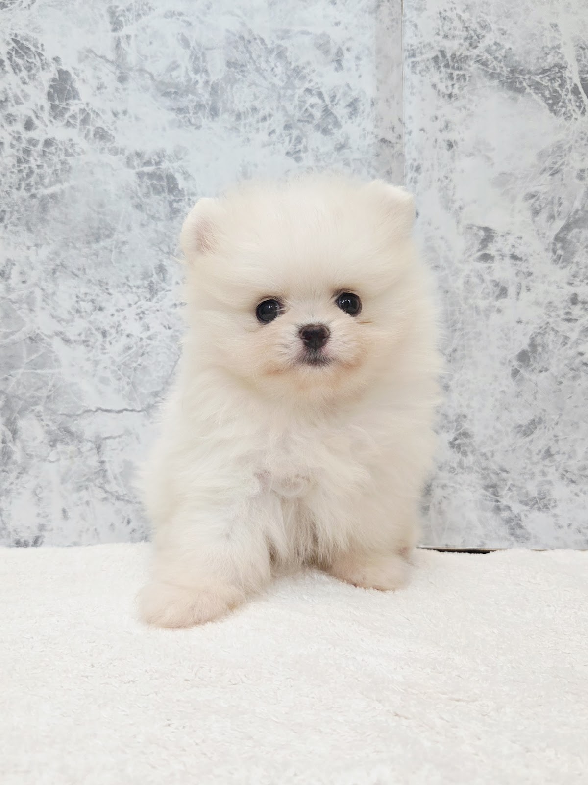 ポメラニアンの写真