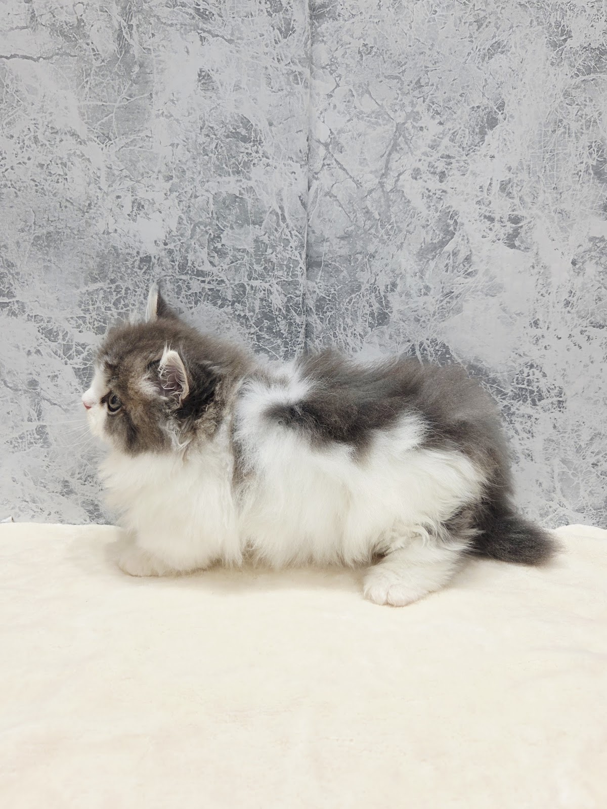 ミヌエットの写真2