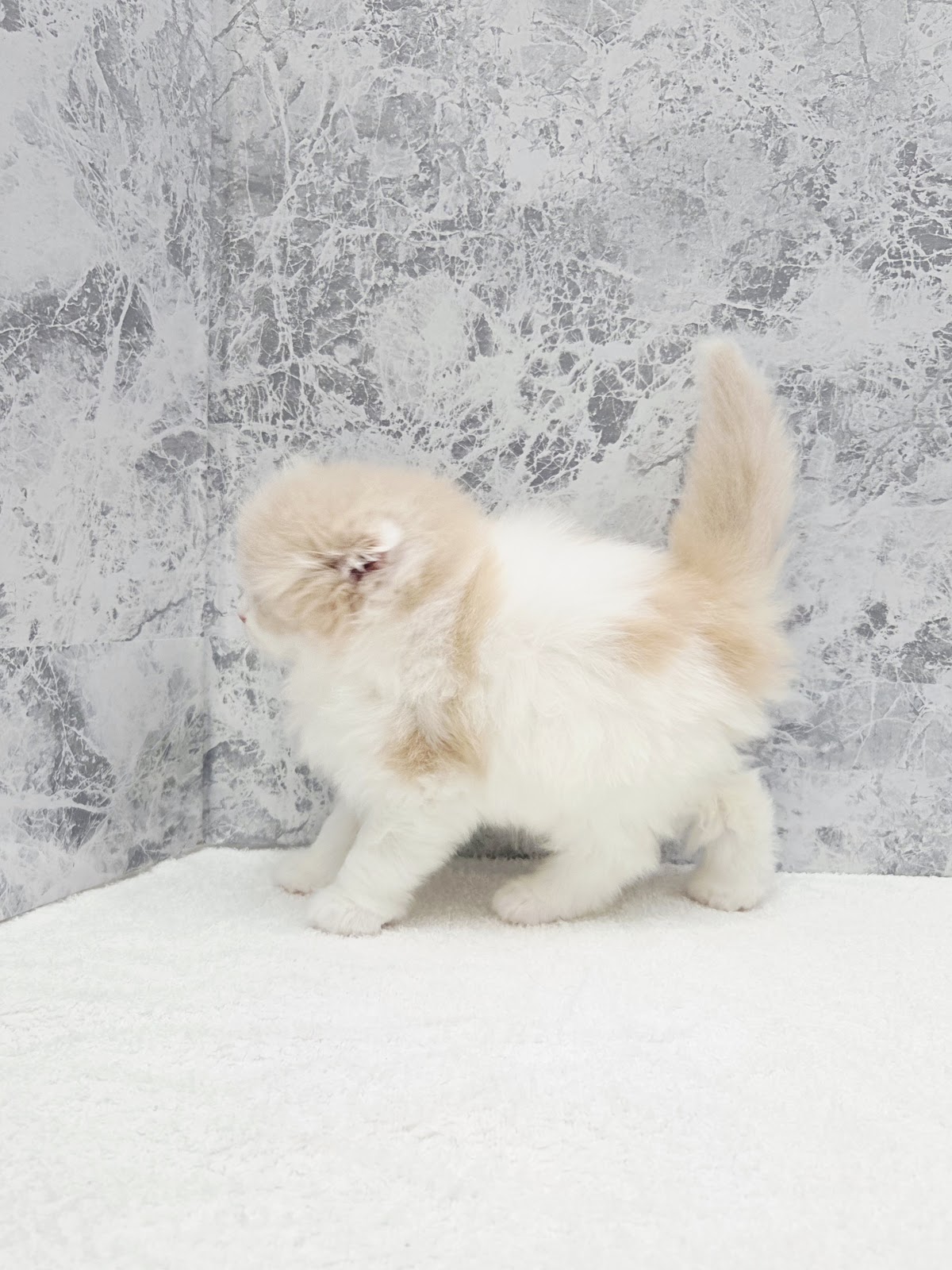 スコティッシュ・フォールドの写真2