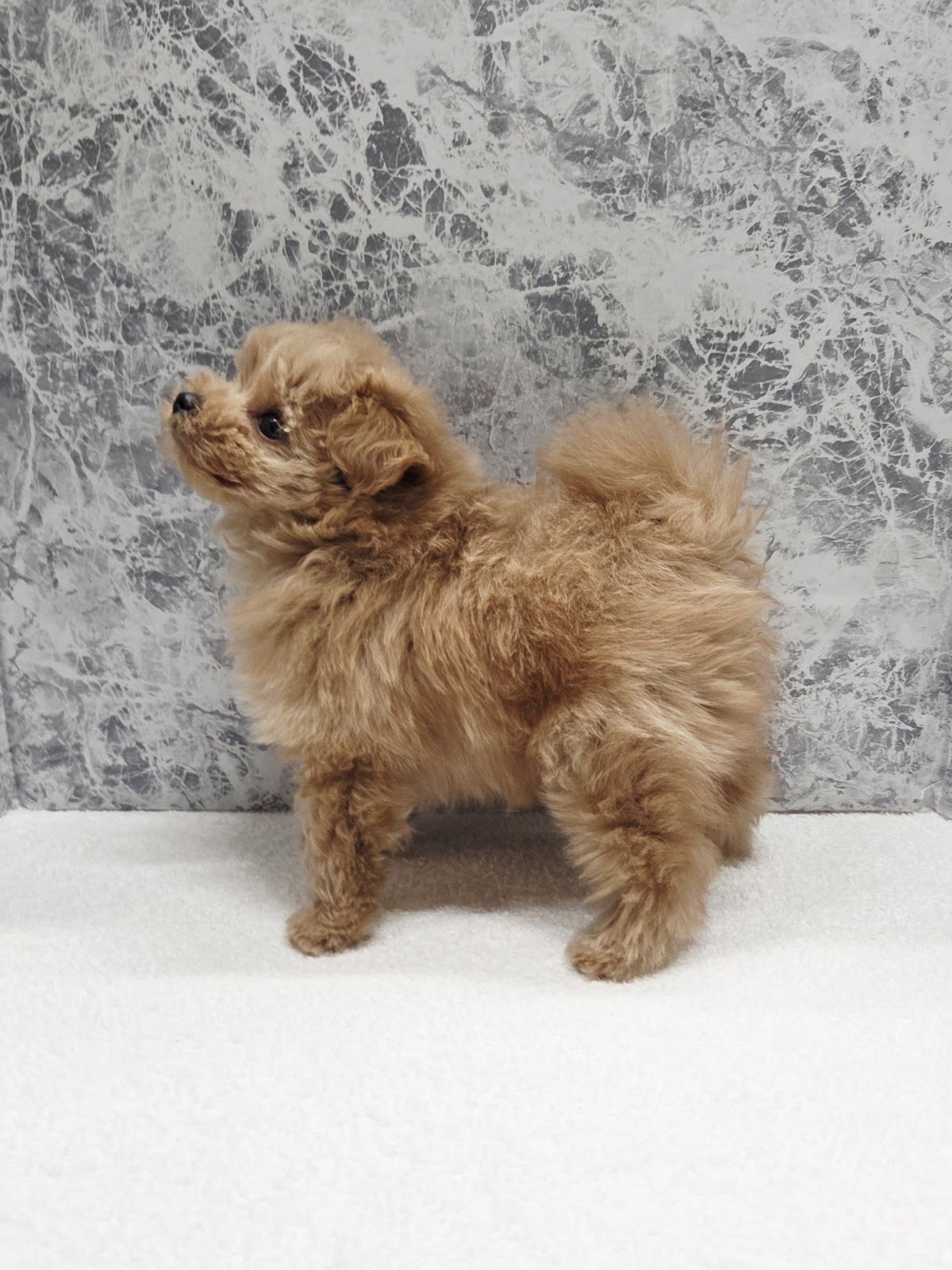 トイプードル×ポメラニアンの写真2