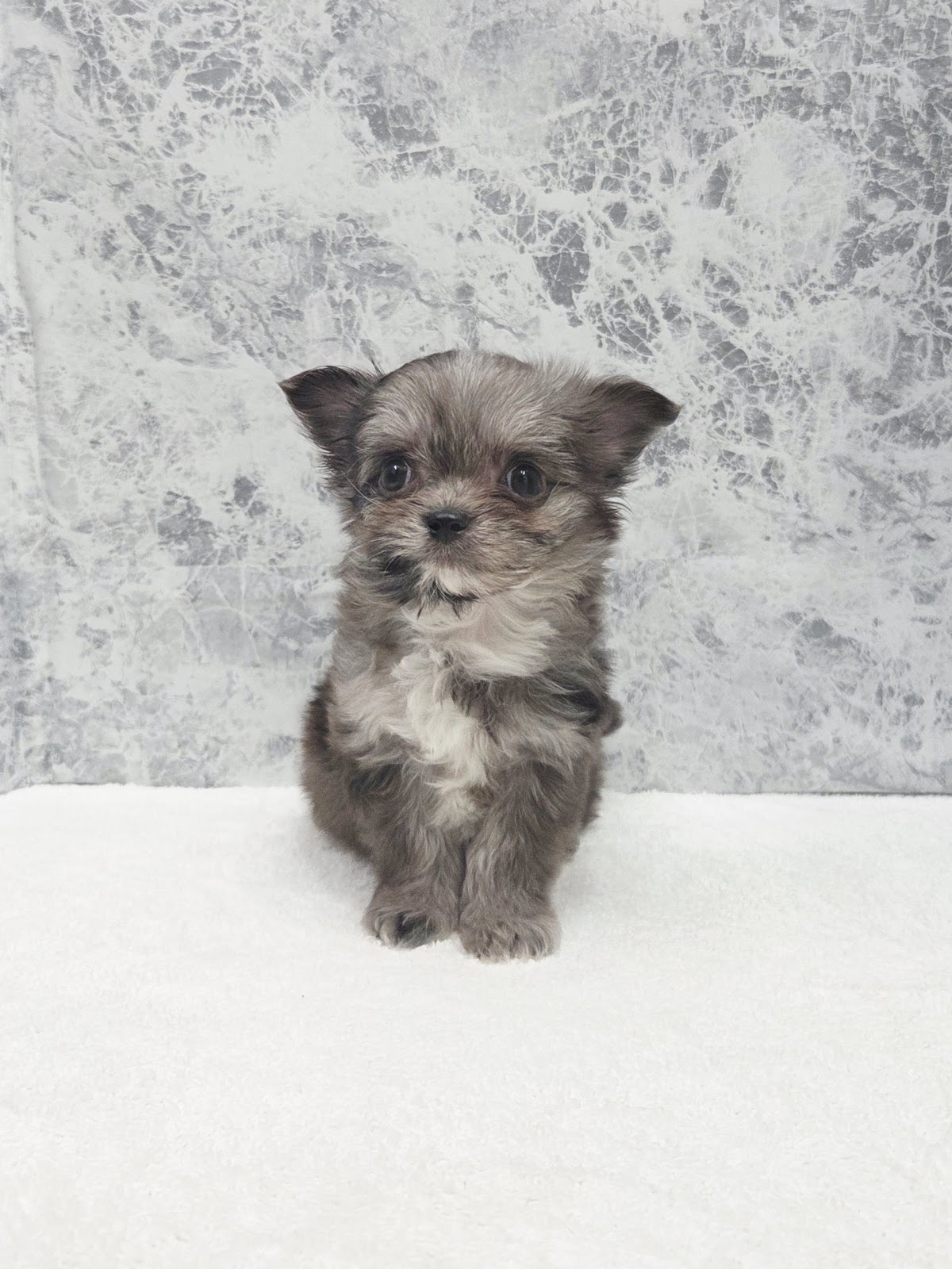 マルチーズ×チワワの写真3