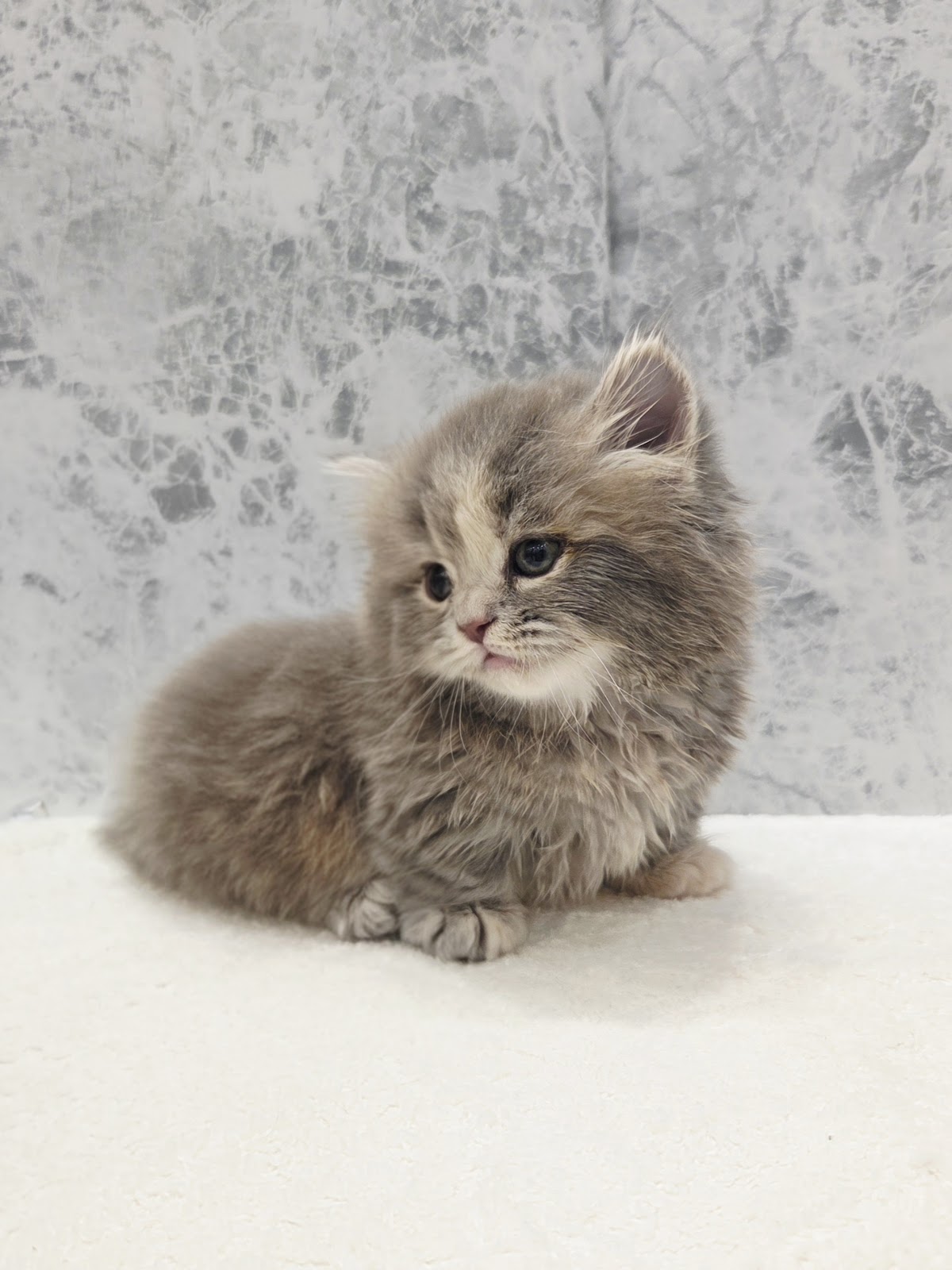 ミヌエットの写真3