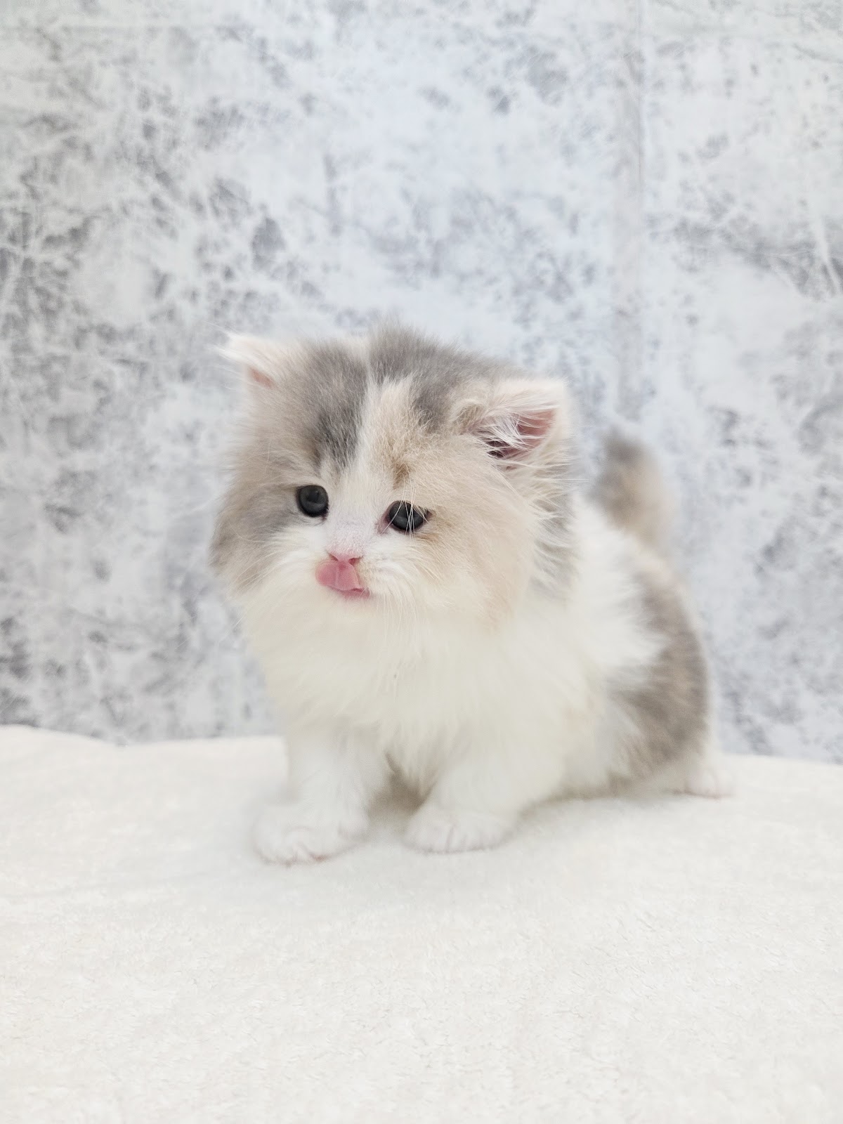 ブリティッシュロングヘアーの写真3