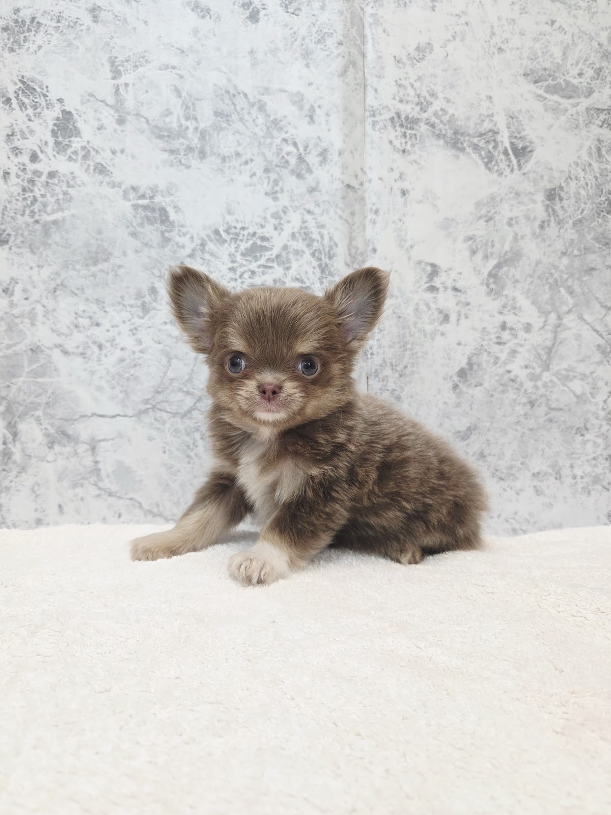 ロングコートチワワの写真3