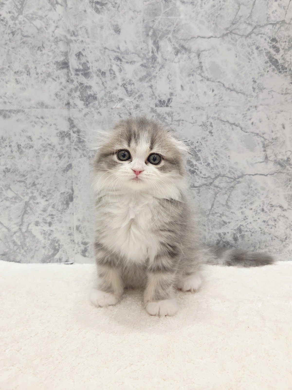 スコティッシュ・フォールドの写真