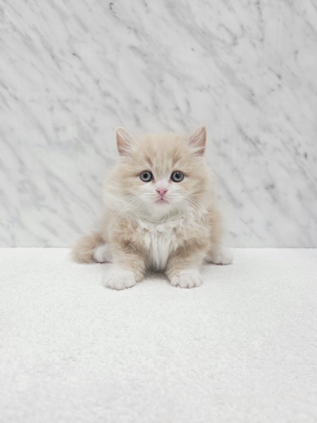 ミヌエットの写真3