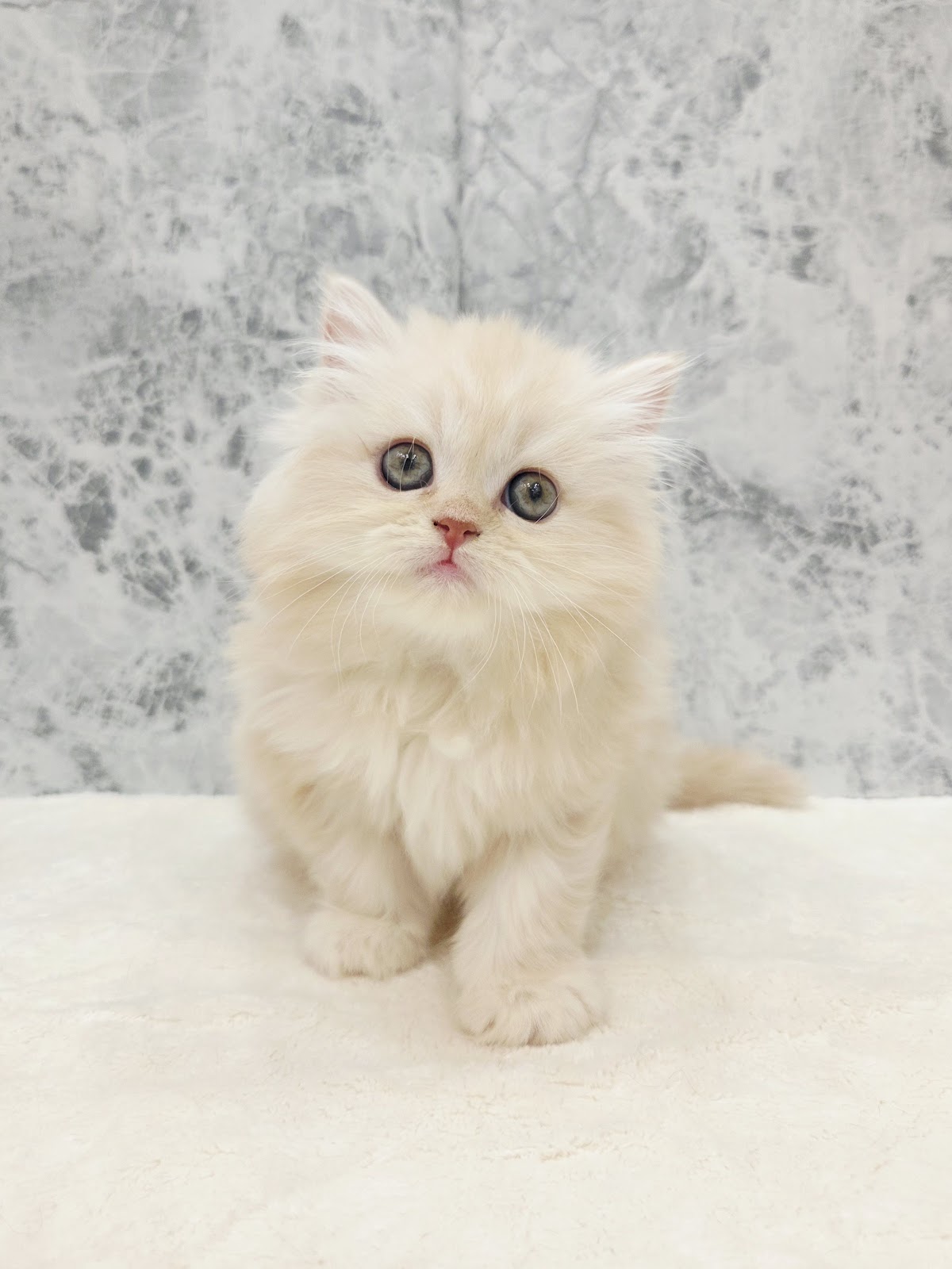 ラガマフィンの写真