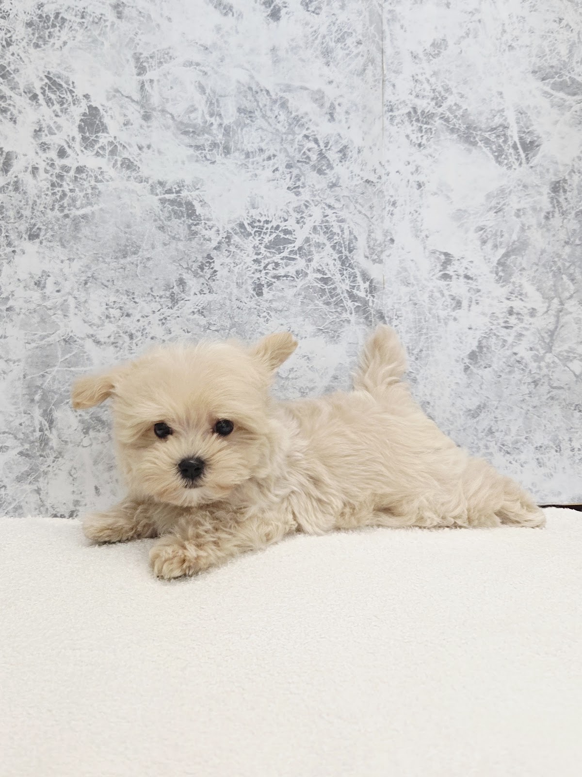 トイプードル×マルチーズの写真3