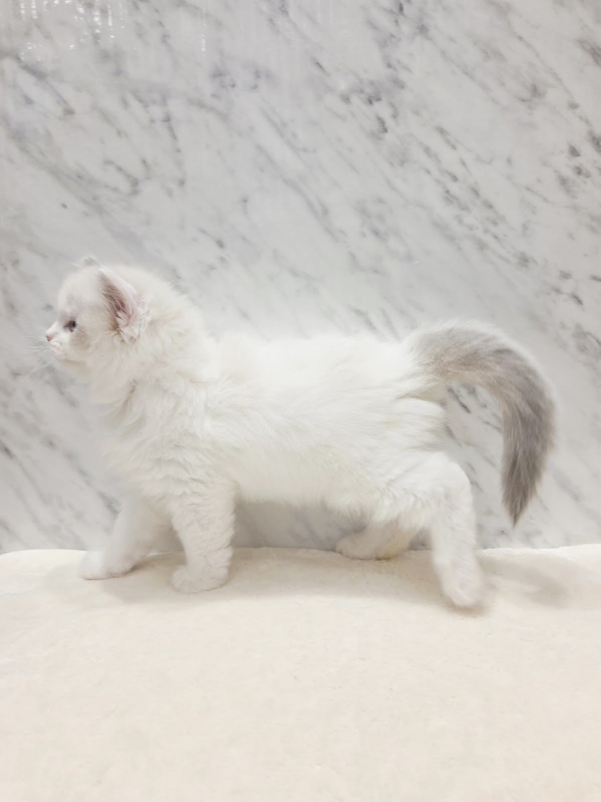 ラグドールの写真2