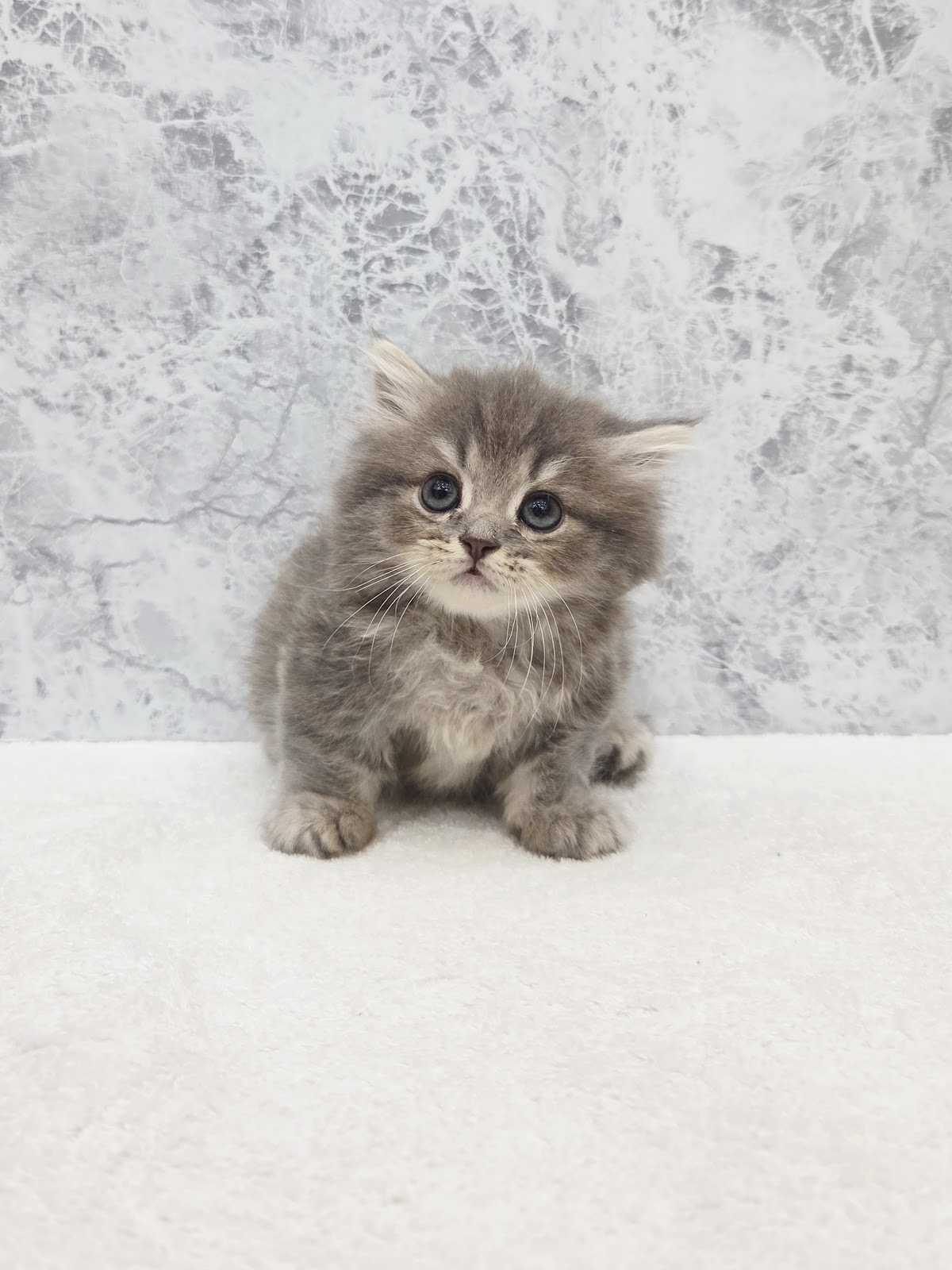 ミヌエットの写真3