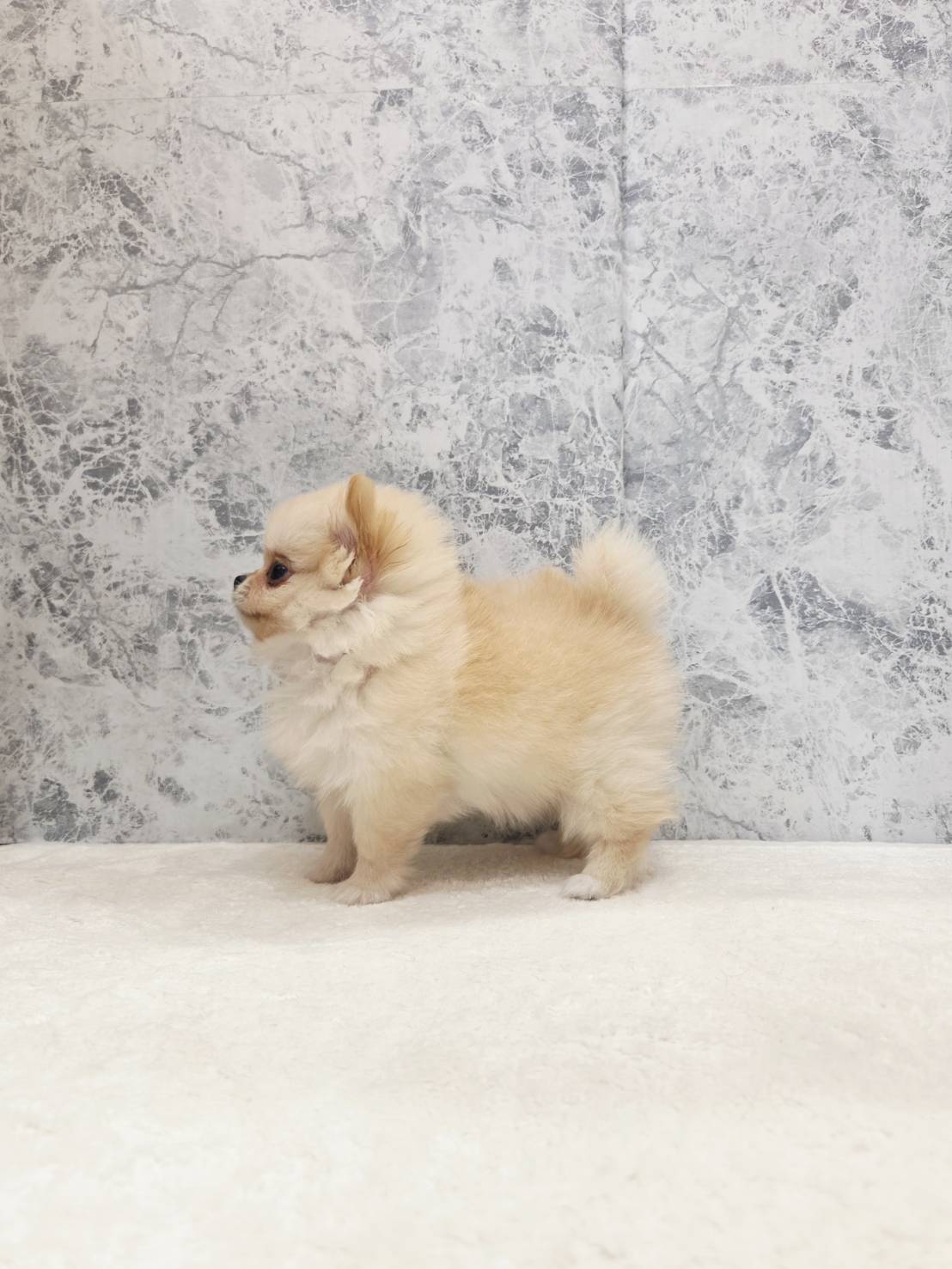 チワワ×ポメラニアンの写真2