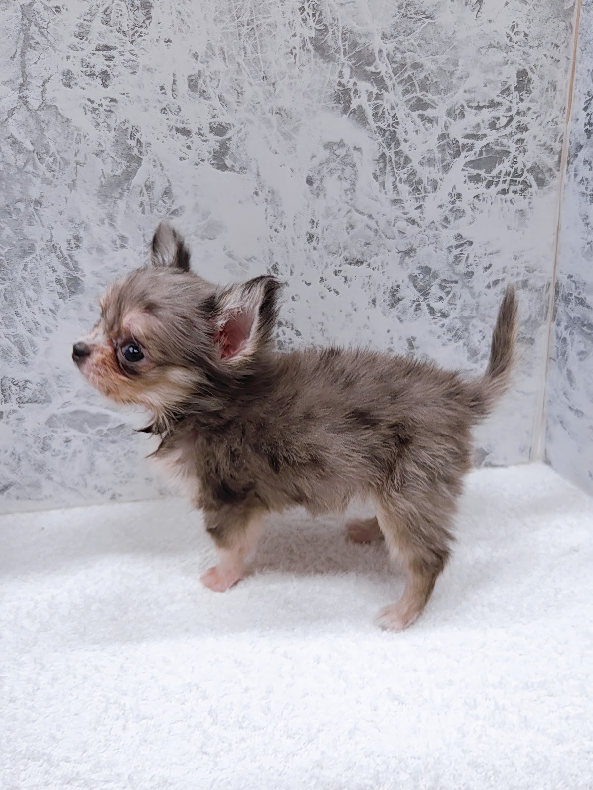 ロングコートチワワの写真2