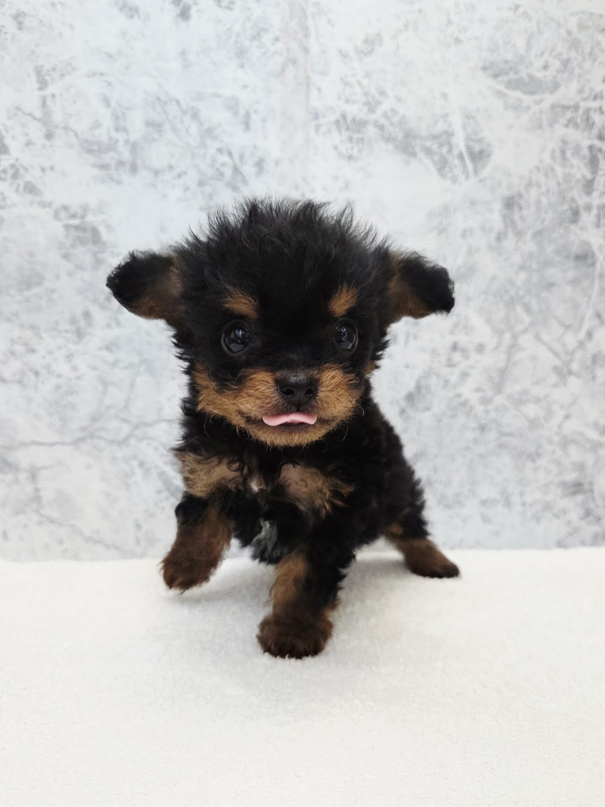 トイプードル×チワワの写真3