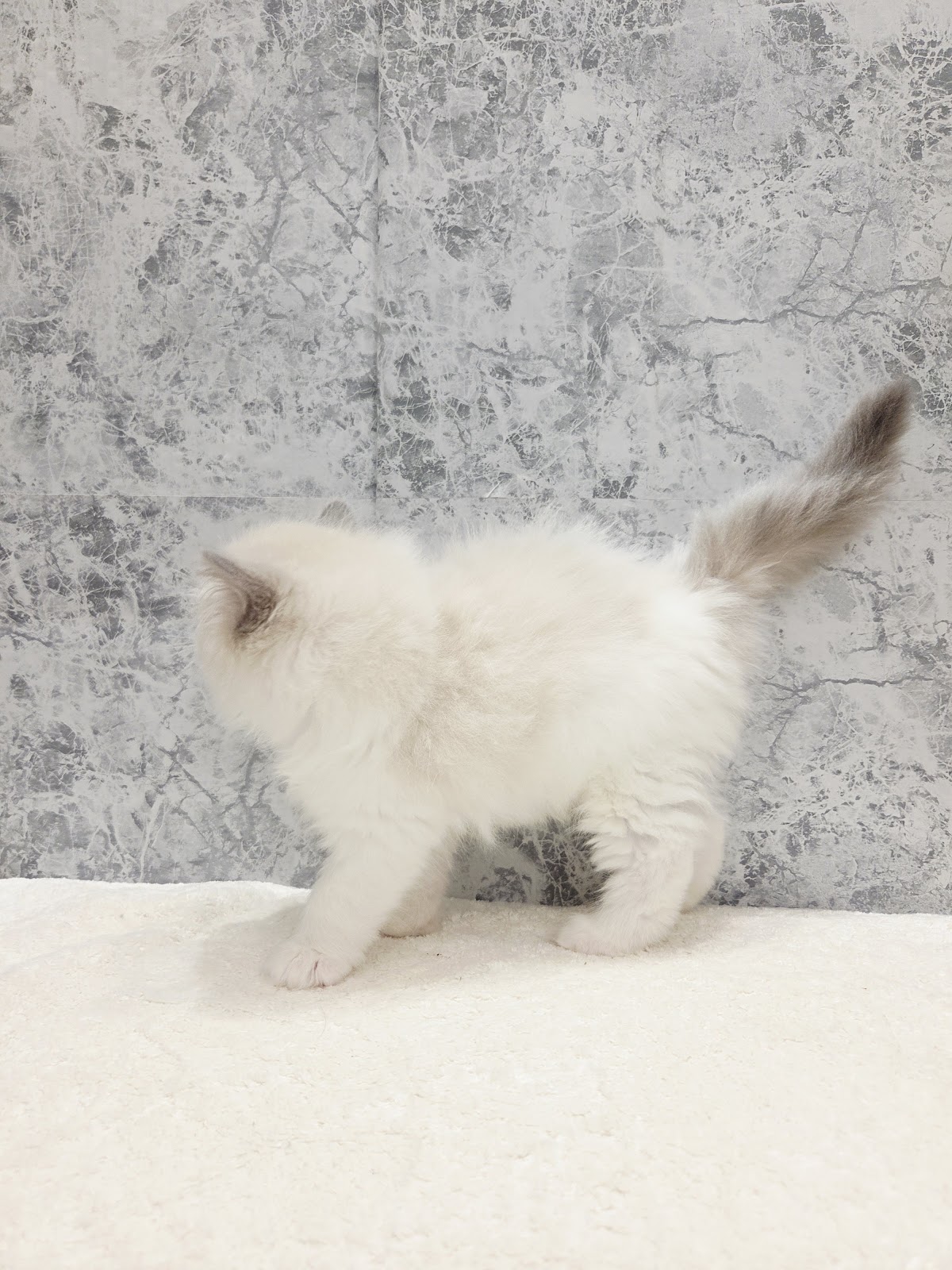 ラグドールの写真2