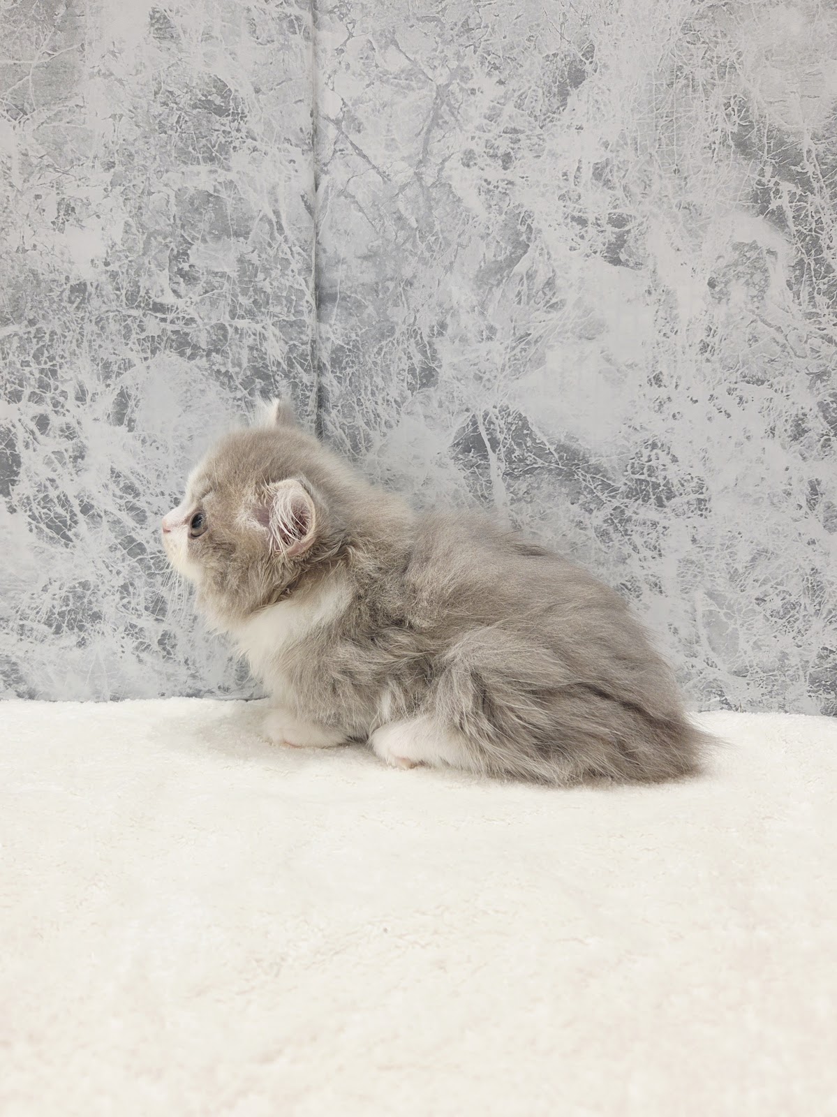 ミヌエットの写真2