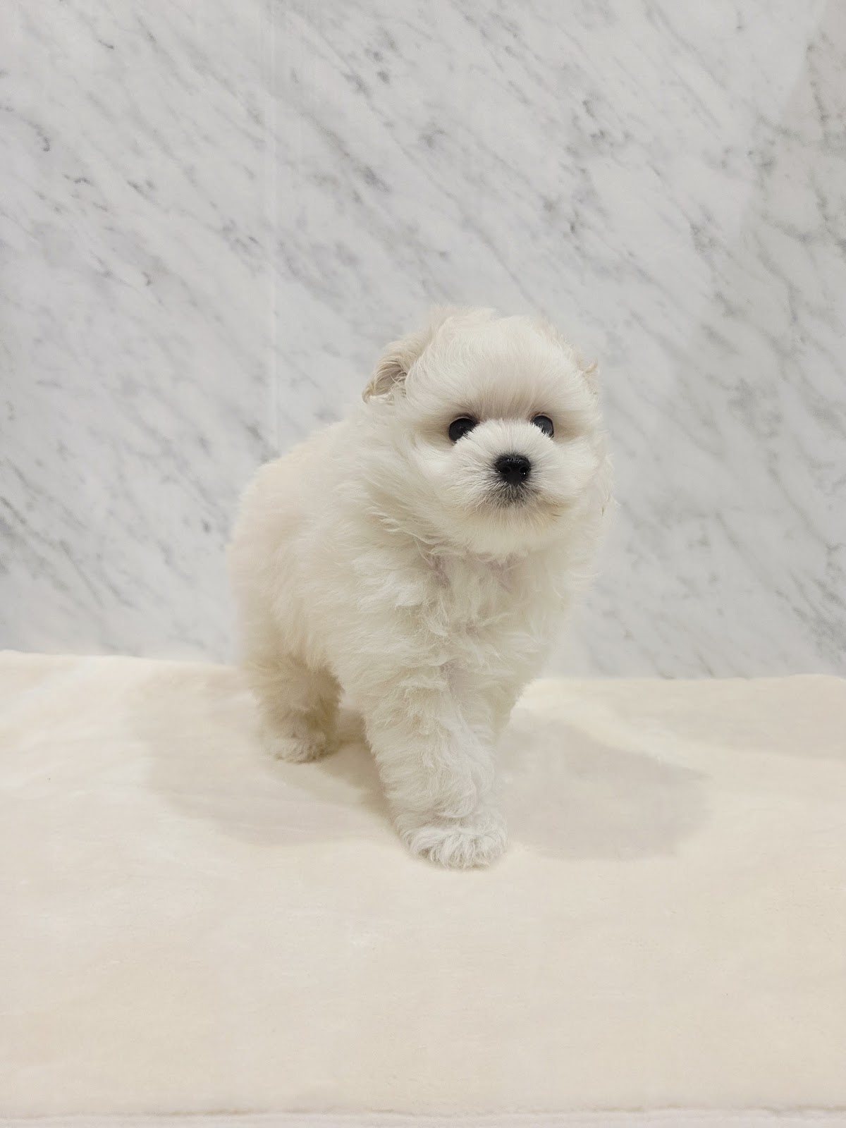 トイプードル×ポメラニアンの写真3