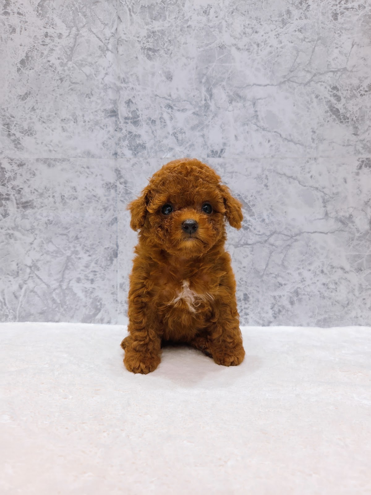 トイプードルの写真