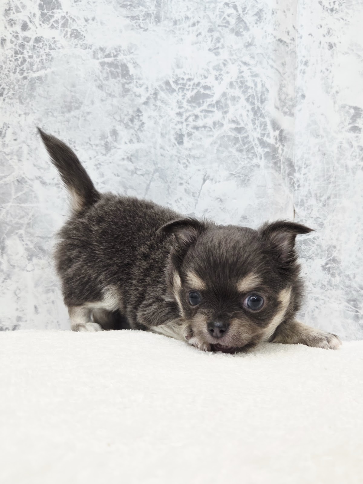 ロングコートチワワの写真3