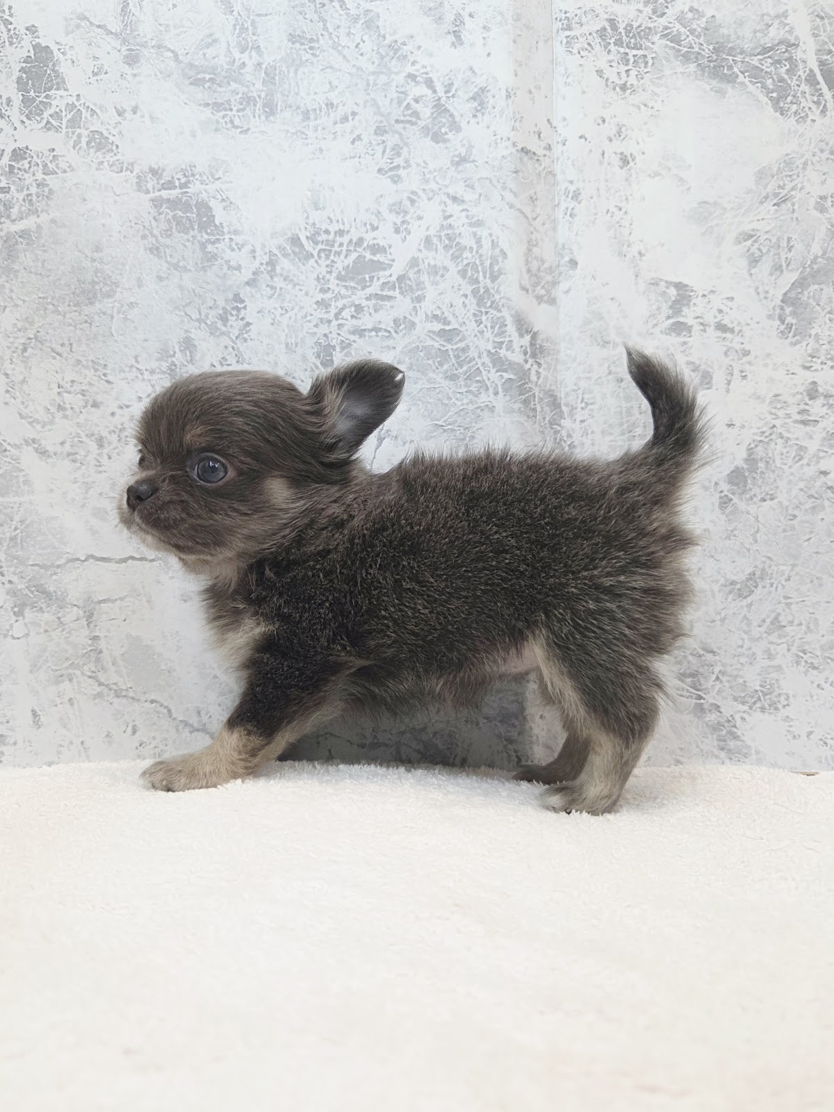 ロングコートチワワの写真2